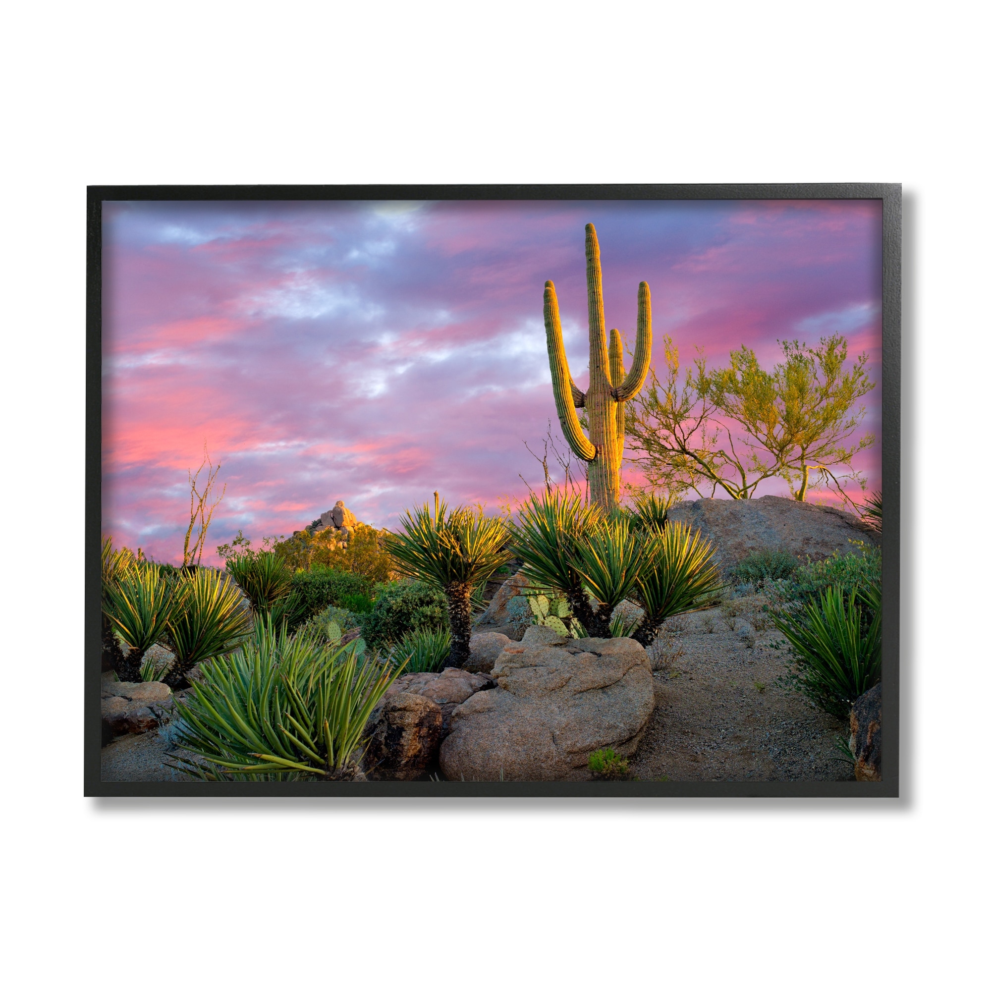 Stupell Industries Pink Sunrise Arid Cactus Plants Landscape Photography Black Framed Art Print Wall Art