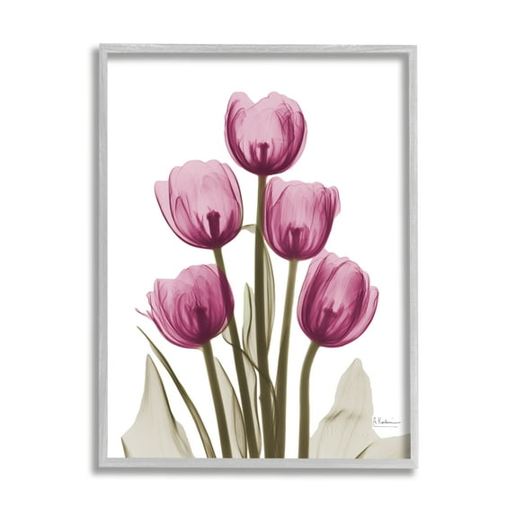 Stupell Industries Pink X-Ray Tulips Botanical & Floral Photography Gray Framed Art Print Wall Art, 11 x 14