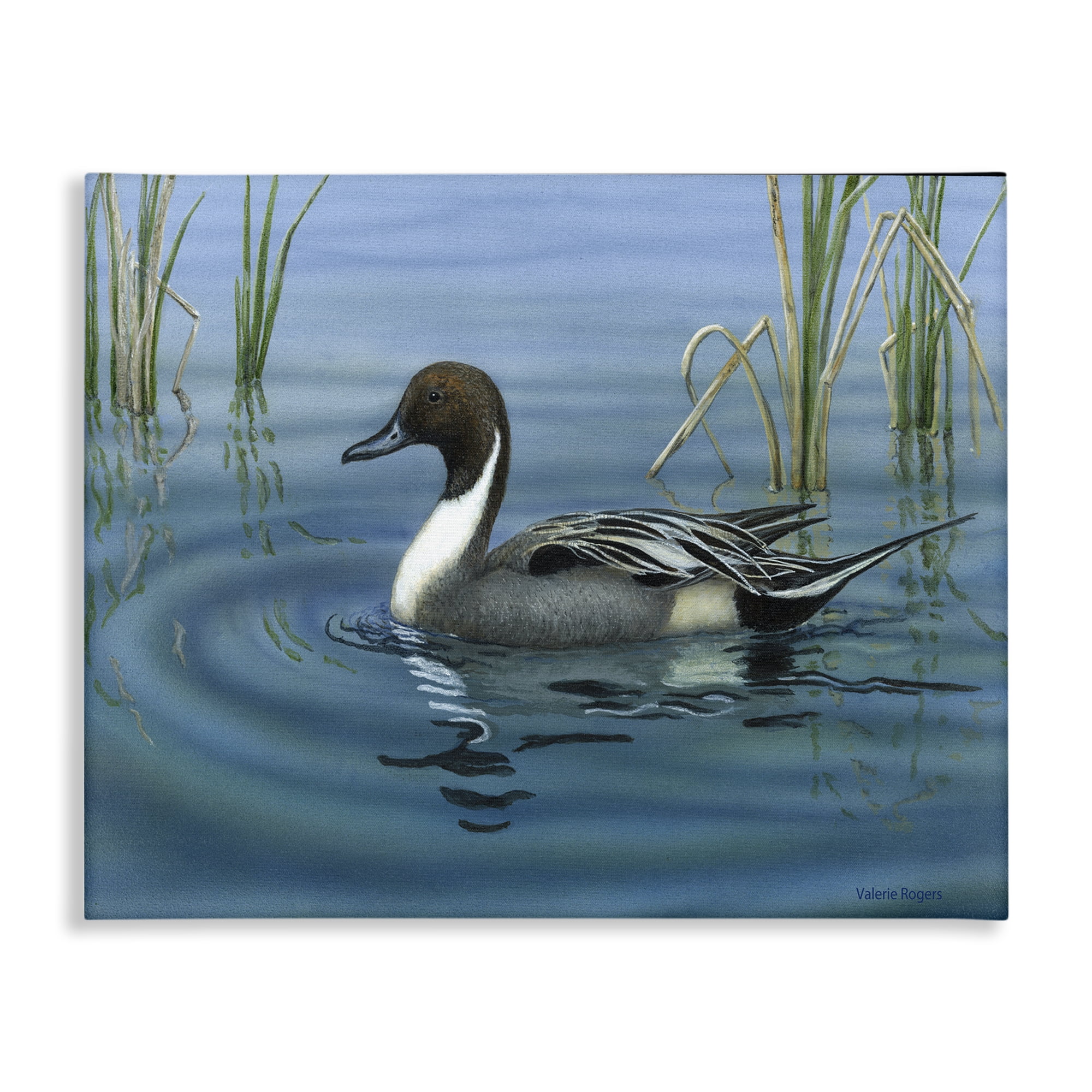 Stupell Industries Pintail Loon in Pond Animals Painting Wrapped Canvas Art Print Wall Art, 20 x 16