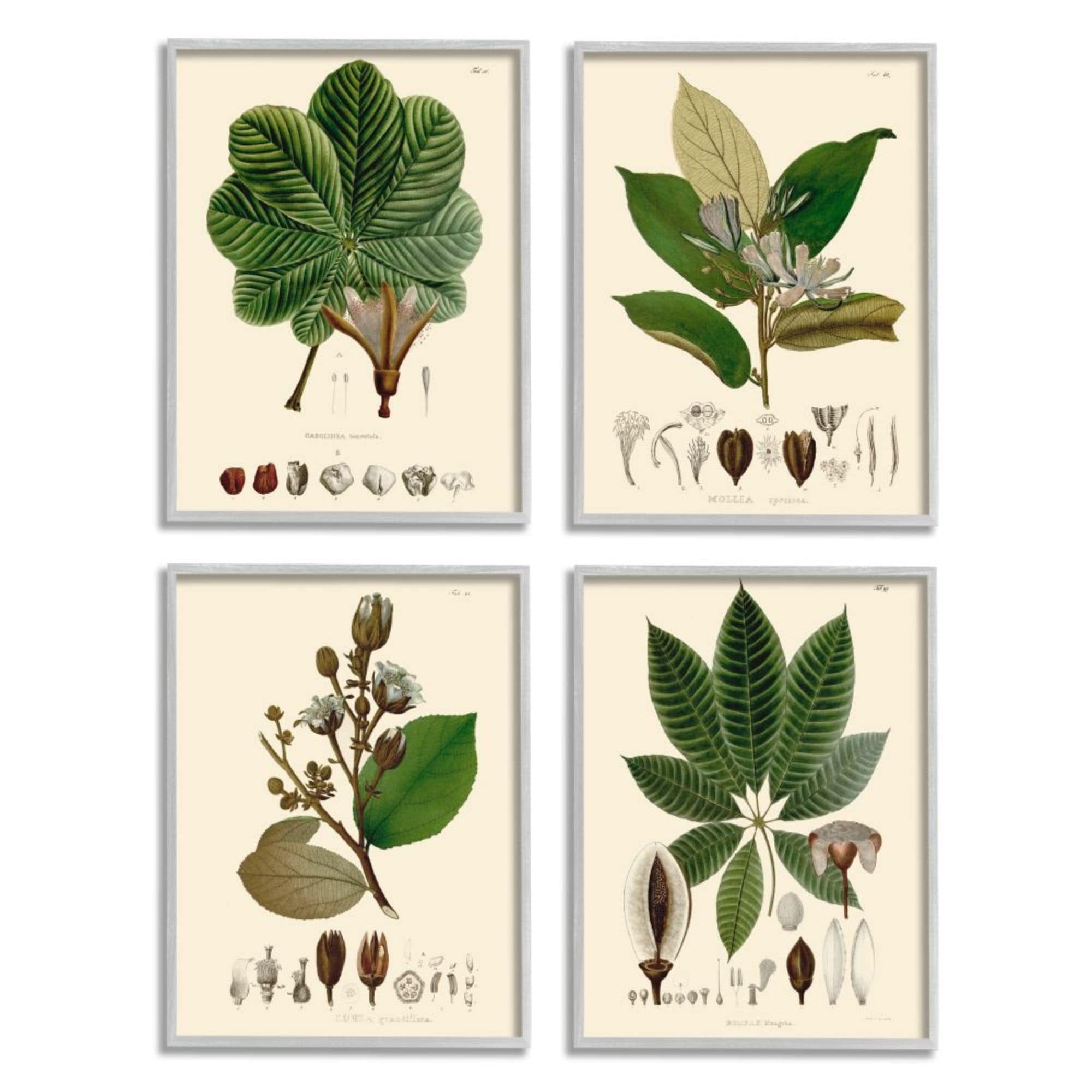 Stupell Industries Plant Anatomy Chart Vintage Scientific Illustration Design by Unknown Artist
