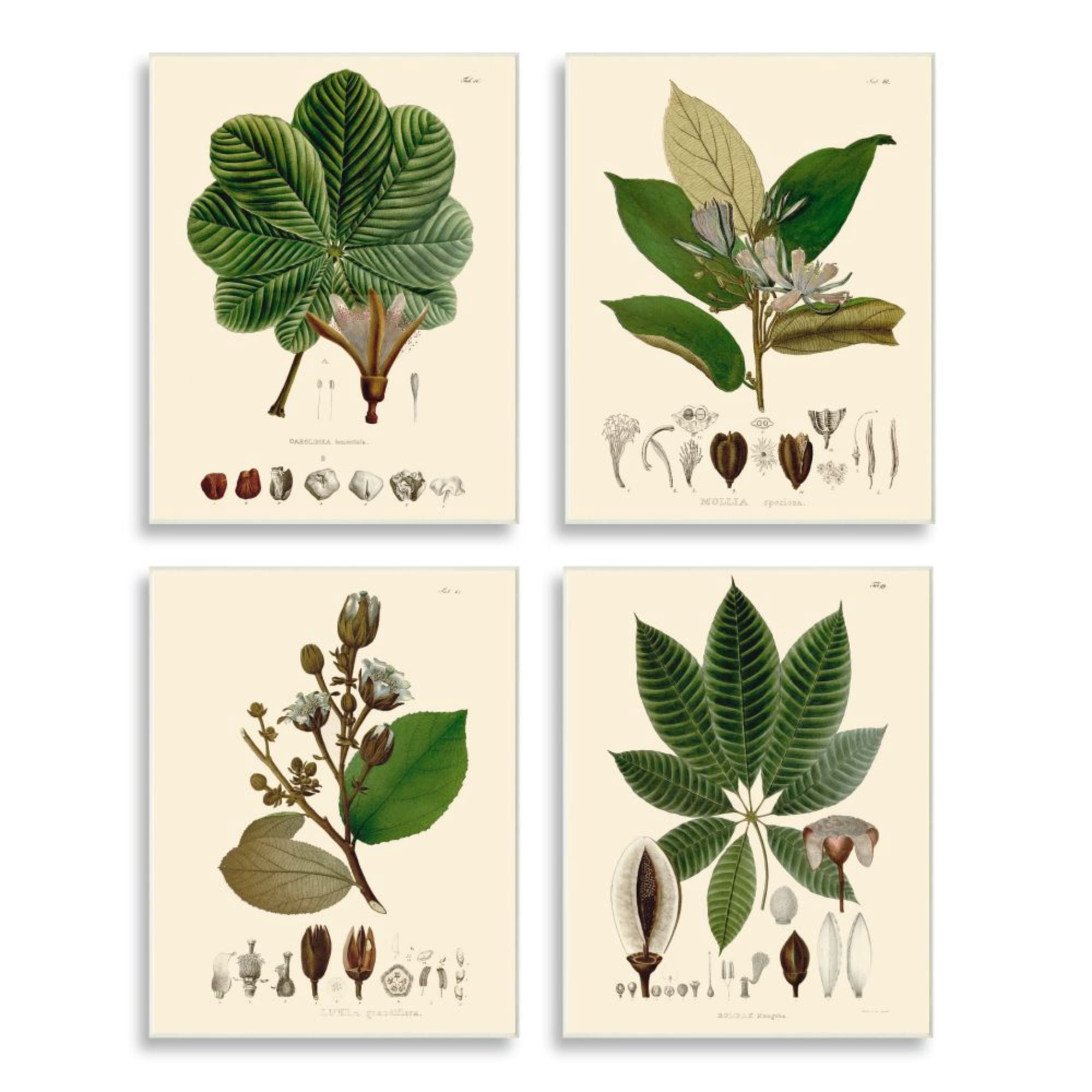 Stupell Industries Plant Anatomy Chart Vintage Scientific Illustration Design by Unknown Artist