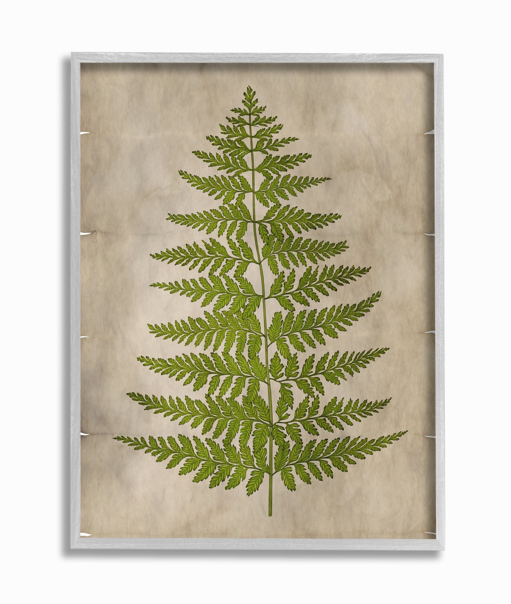 Stupell Industries Plant Drawing Green Parchment Design Framed Wall Art by Ziwei Li