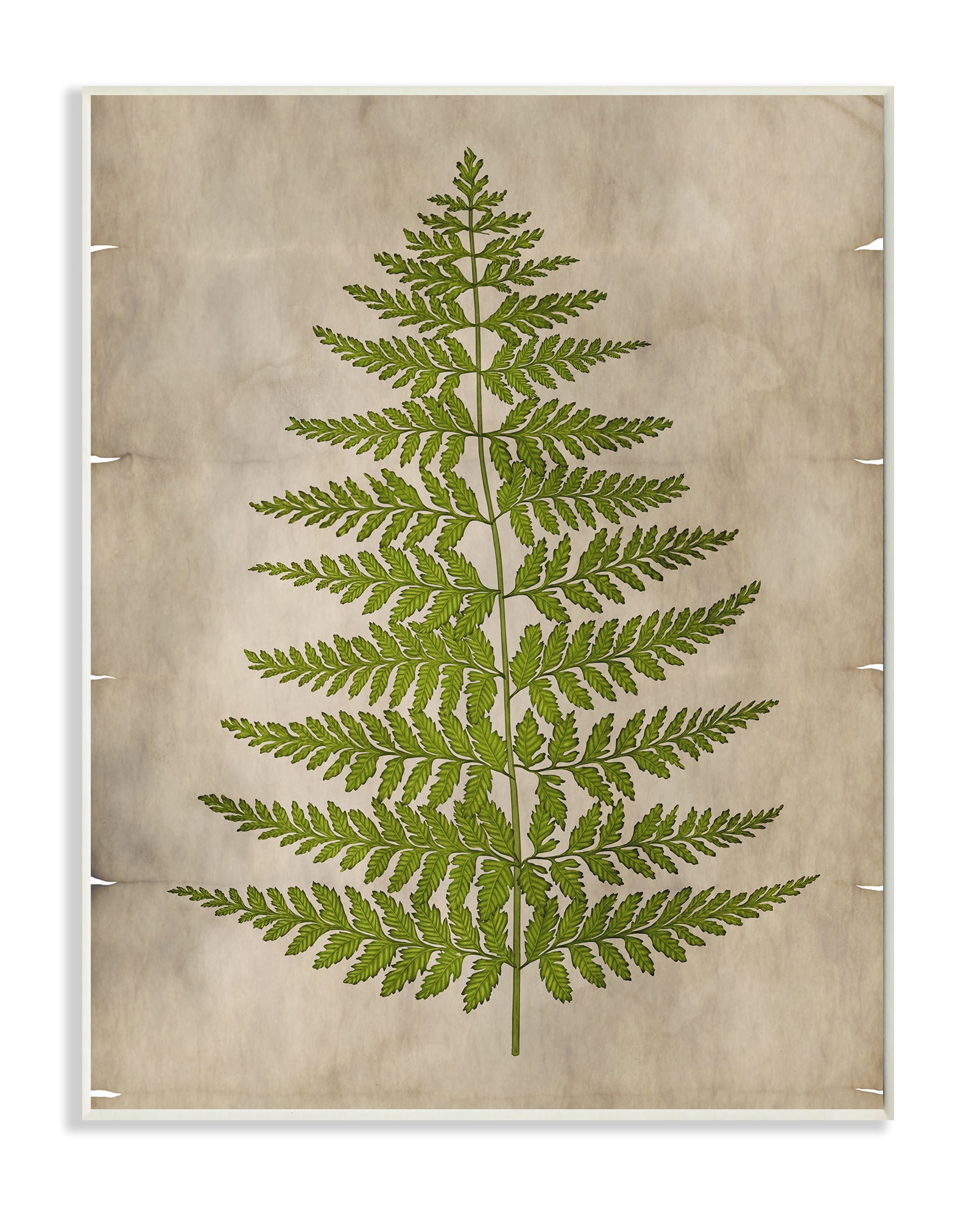 Stupell Industries Plant Drawing Green Parchment Design Unframed Art Print Wall Art, 13x19, by Ziwei Li