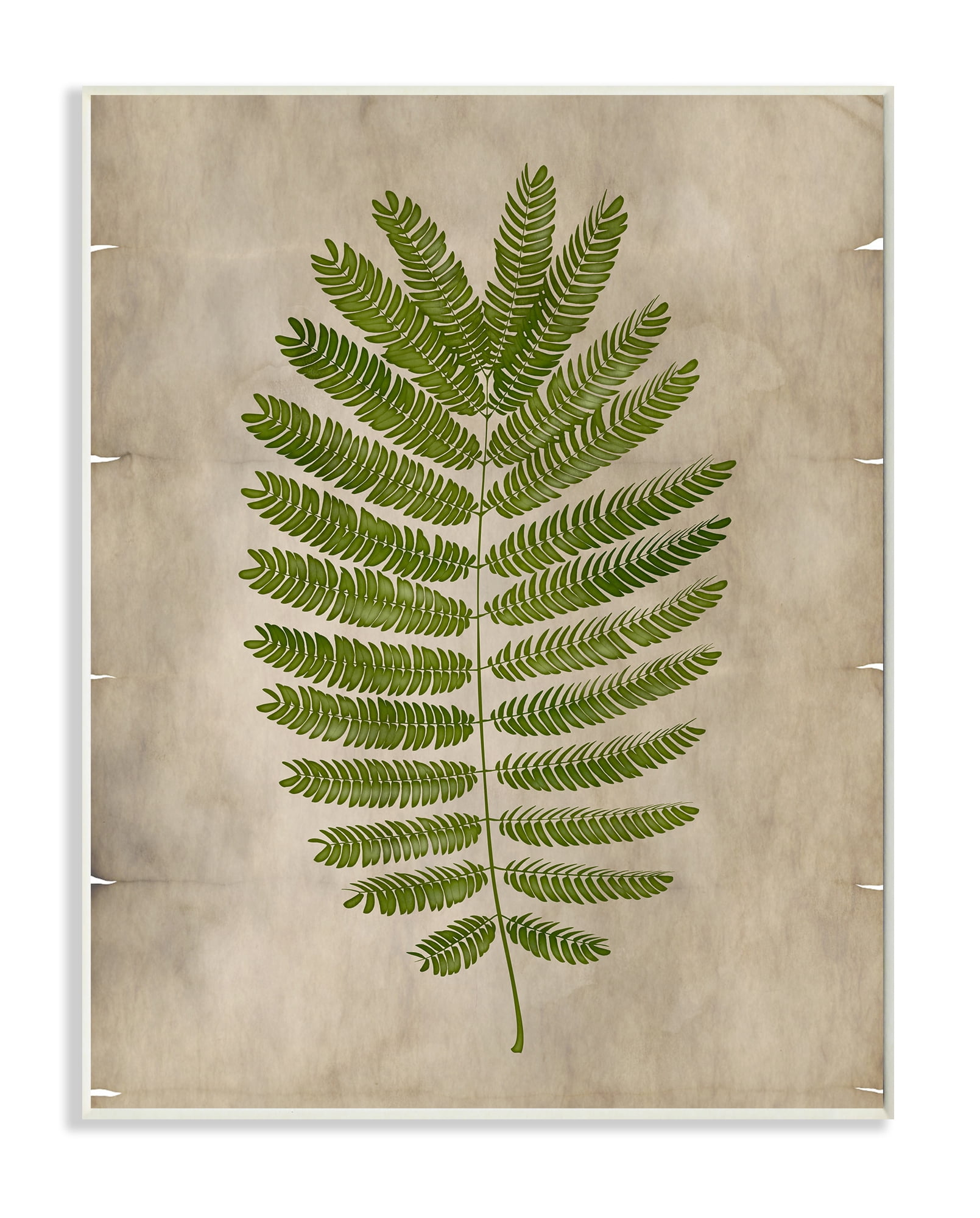 Stupell Industries Plant Drawing Parchment Green Design Unframed Art Print Wall Art, 10x15, by Ziwei Li