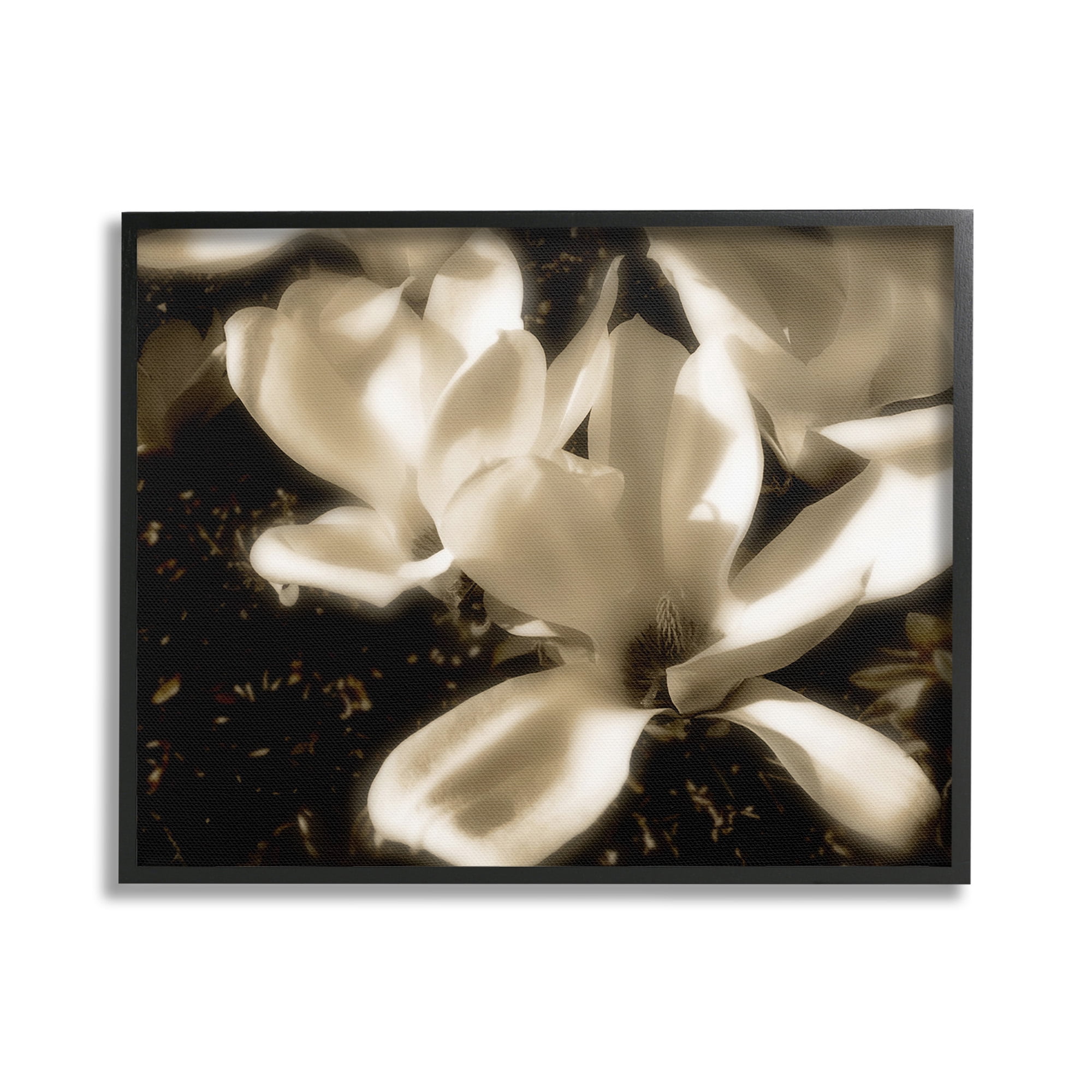 Stupell Industries Plant Petals in Nature Botanical & Floral Photography Black Framed Art Print Wall Art, 20 x 16