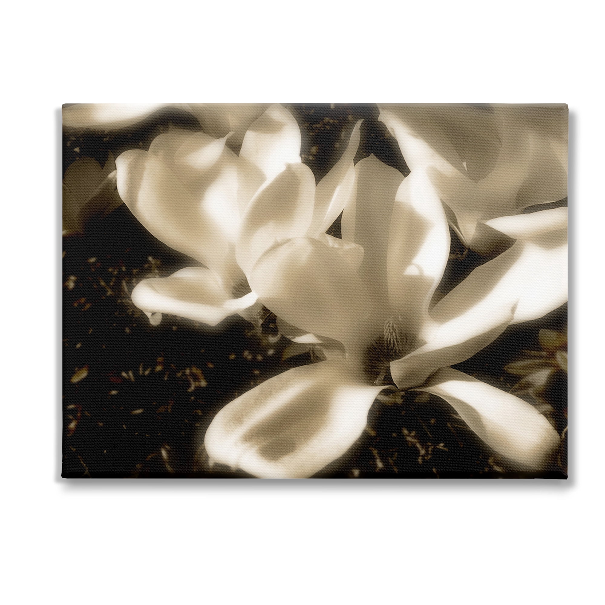 Stupell Industries Plant Petals in Nature Botanical & Floral Photography Gallery Wrapped Canvas Art Print Wall Art, 40 x 30