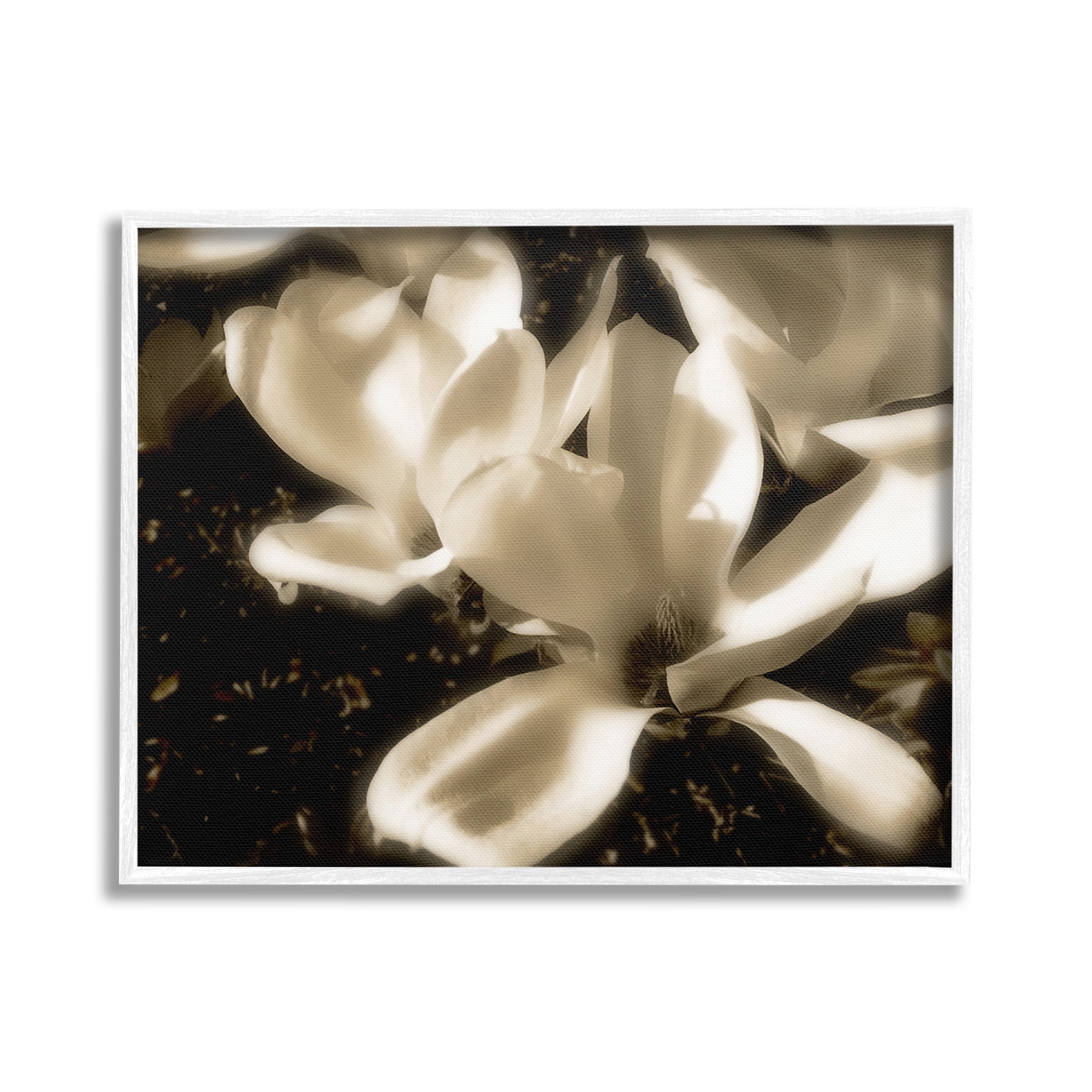 Stupell Industries Plant Petals in Nature Botanical & Floral Photography White Framed Art Print Wall Art, 30 x 24
