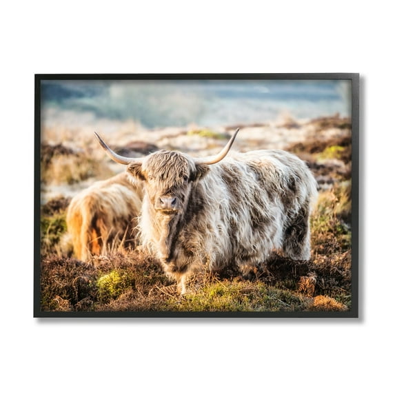 Stupell Industries Pleasant Highland Cattle Grazing Mossy Pasture At Dawn Photograph Black Framed Art Print Wall Art, Design by James Dobson