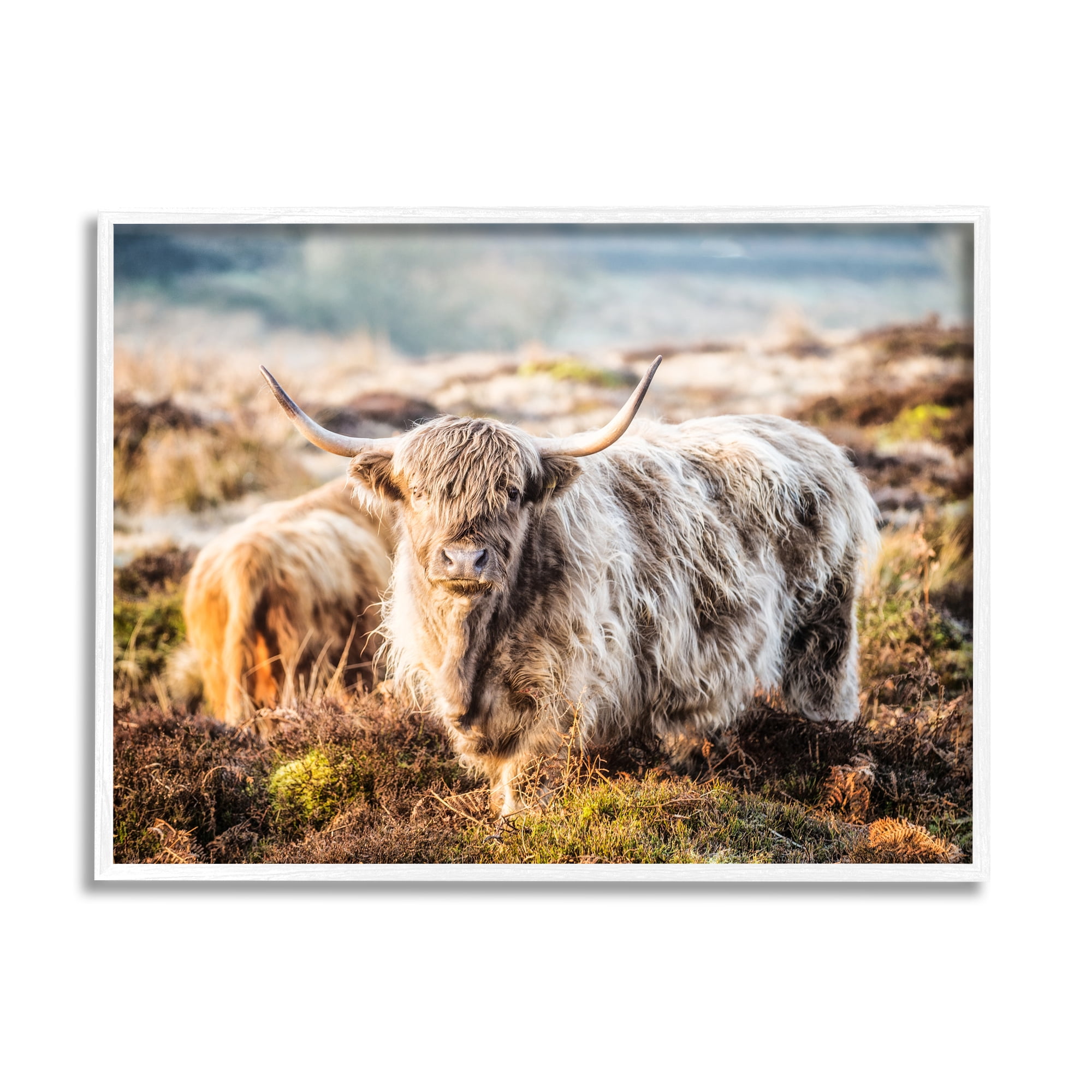 Stupell Industries Pleasant Highland Cattle Grazing Mossy Pasture At Dawn Photograph White Framed Art Print Wall Art, Design by James Dobson