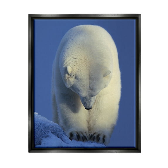 Stupell Industries Polar Bear Photography Animals & Insects Photography Black Floater Framed Art Print Wall Art, 17 x 21