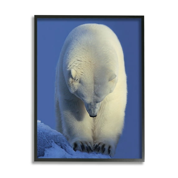 Stupell Industries Polar Bear Photography Animals & Insects Photography Black Framed Art Print Wall Art, 16 x 20