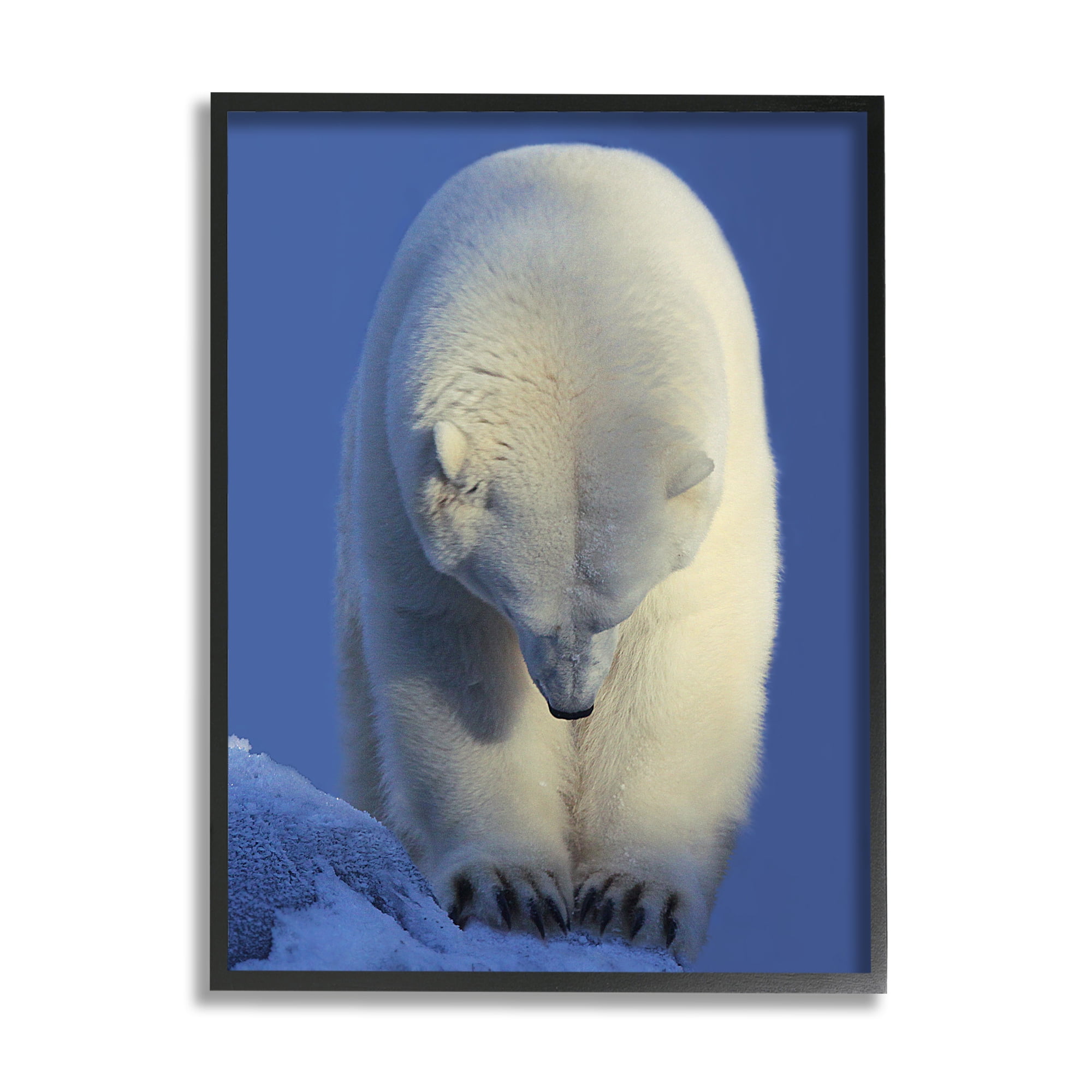 Stupell Industries Polar Bear Photography Animals & Insects Photography Black Framed Art Print Wall Art, 24 x 30