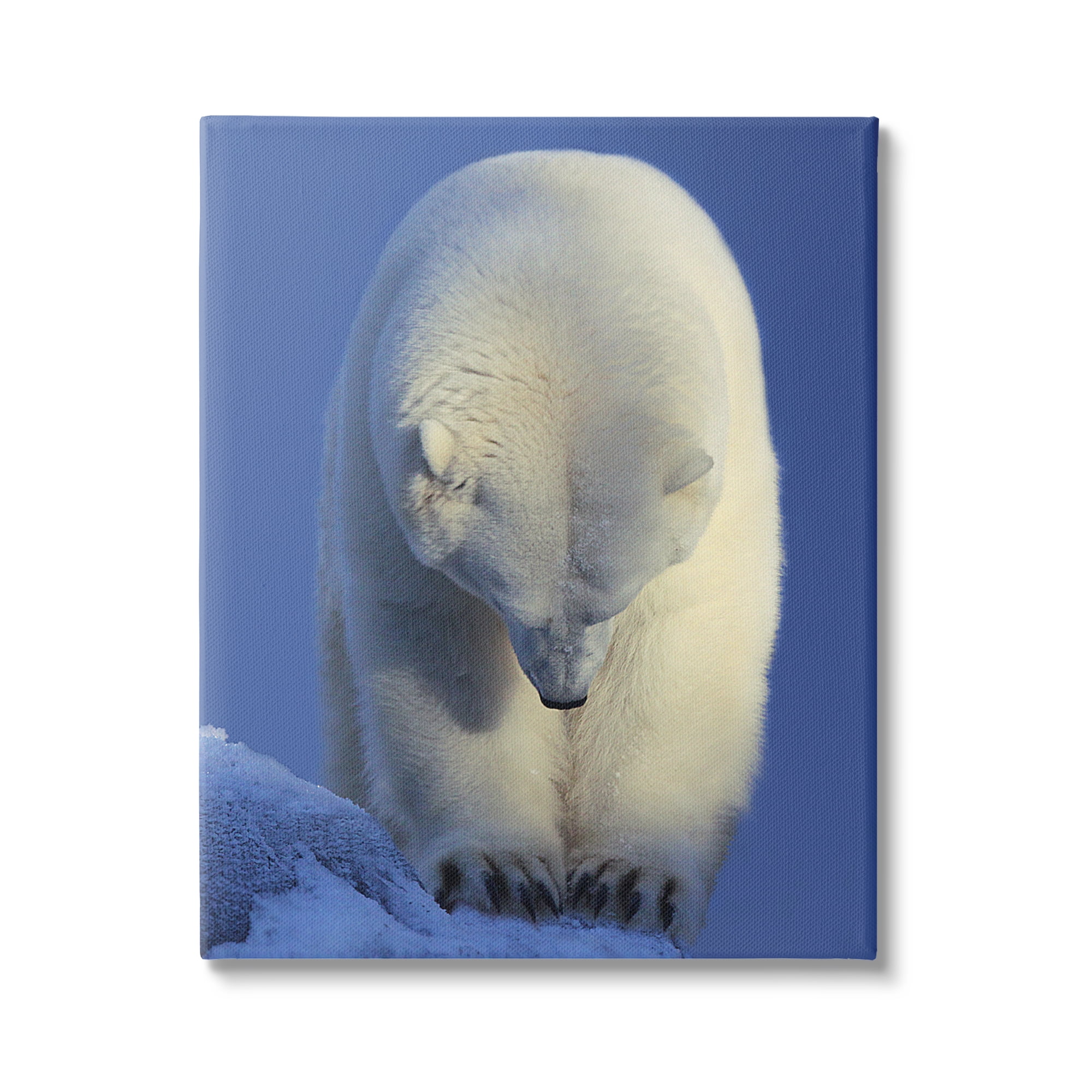 Stupell Industries Polar Bear Photography Animals & Insects Photography Gallery Wrapped Canvas Print Wall Art, 36 x 48