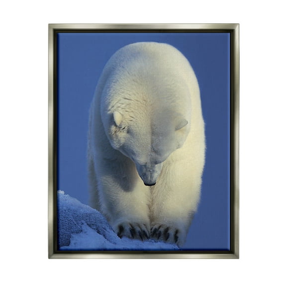 Stupell Industries Polar Bear Photography Animals & Insects Photography Gray Floater Framed Art Print Wall Art, 17 x 21