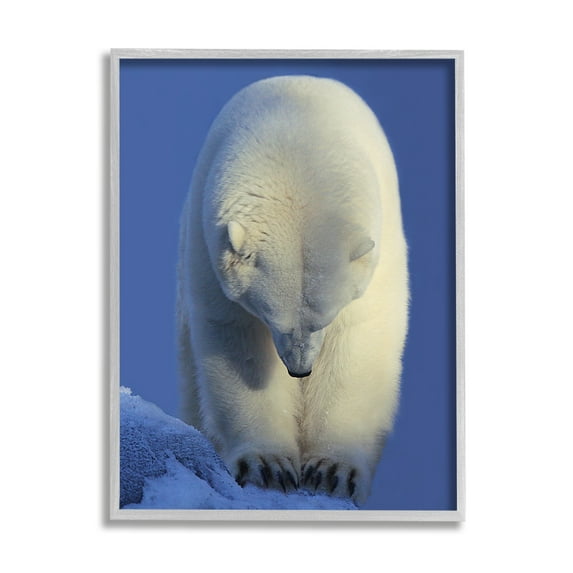 Stupell Industries Polar Bear Photography Animals & Insects Photography Gray Framed Art Print Wall Art, 16 x 20