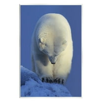 Stupell Industries Polar Bear Photography Animals & Insects Photography Unframed Art Print Wall Art, 10 x 15