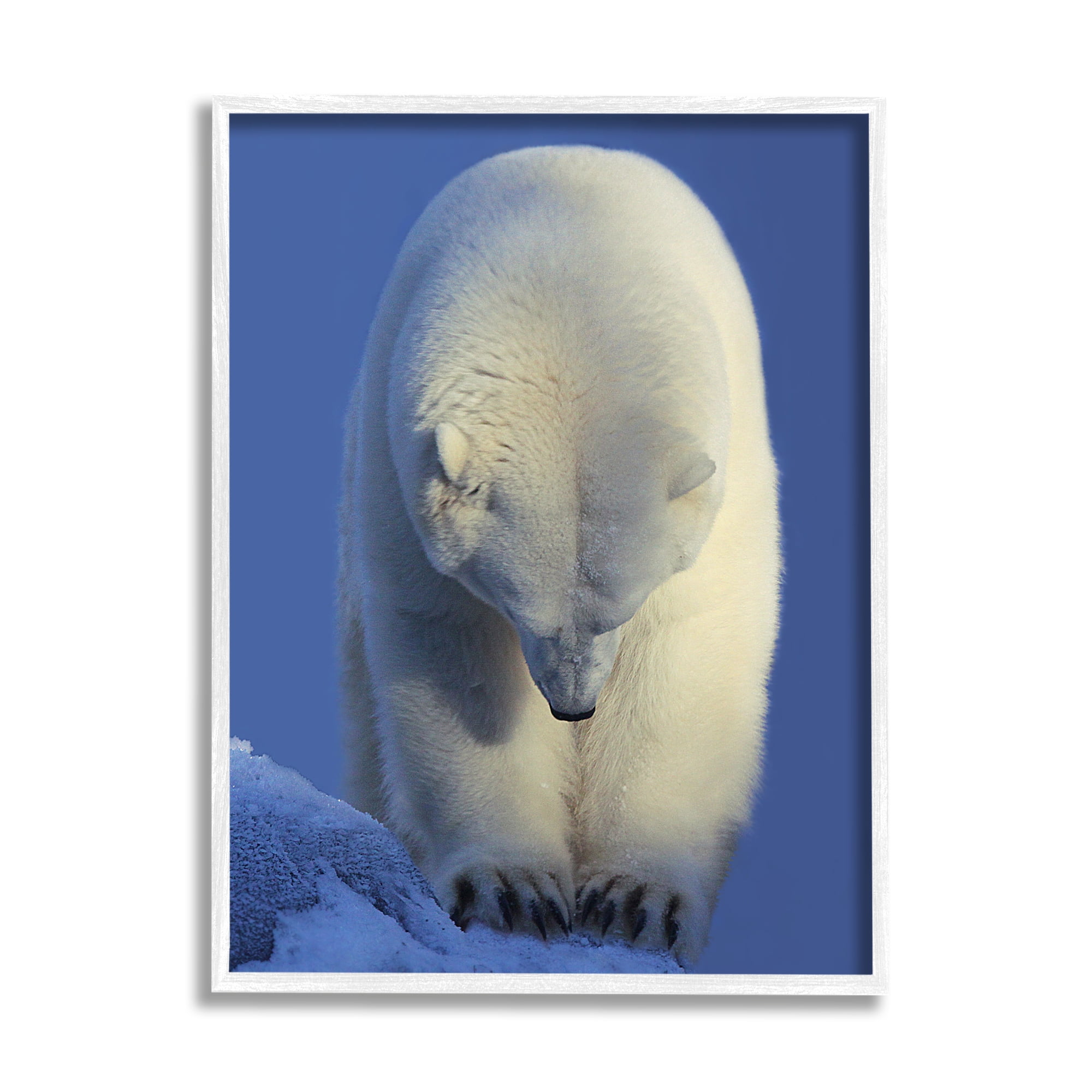 Stupell Industries Polar Bear Photography Animals & Insects Photography White Framed Art Print Wall Art, 16 x 20