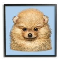 Stupell Industries Pomeranian Face on Blue Animals & Insects Painting Black Framed Art Print Wall Art, 12 x 12