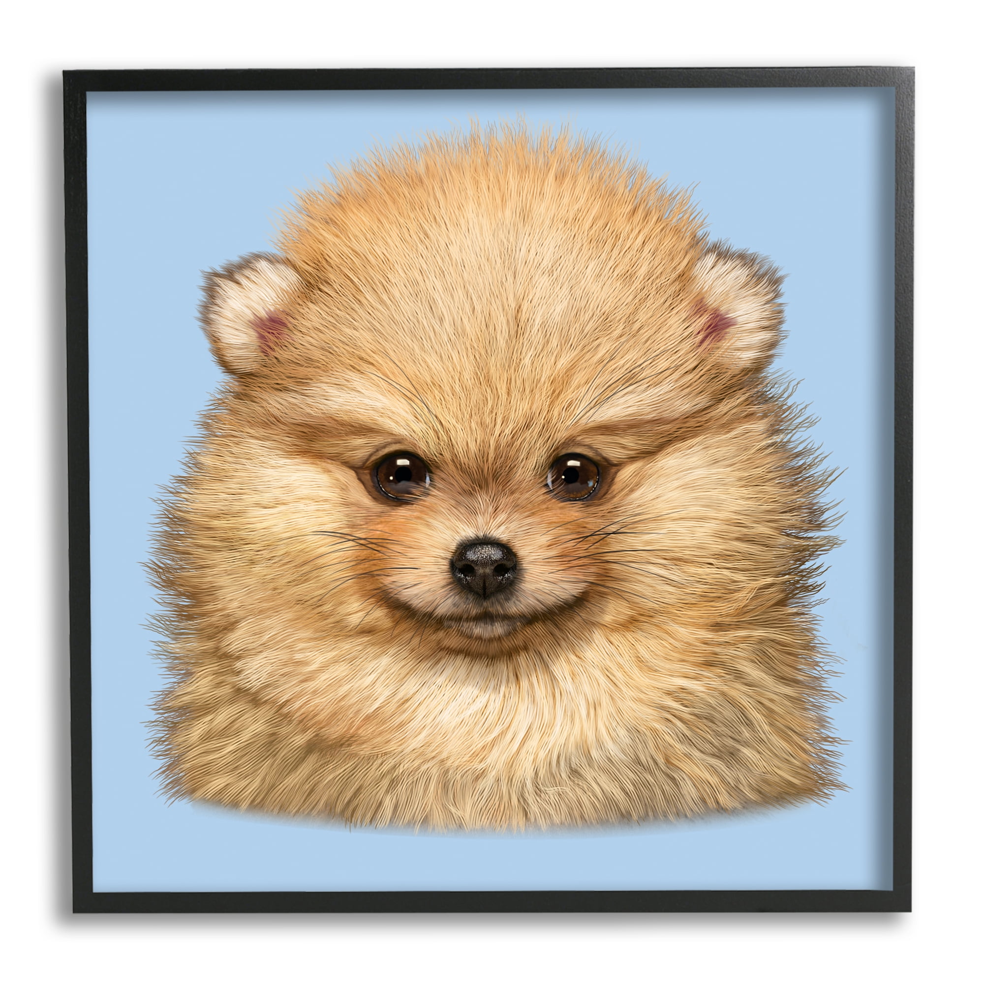 Stupell Industries Pomeranian Face on Blue Animals & Insects Painting Black Framed Art Print Wall Art, 24 x 24