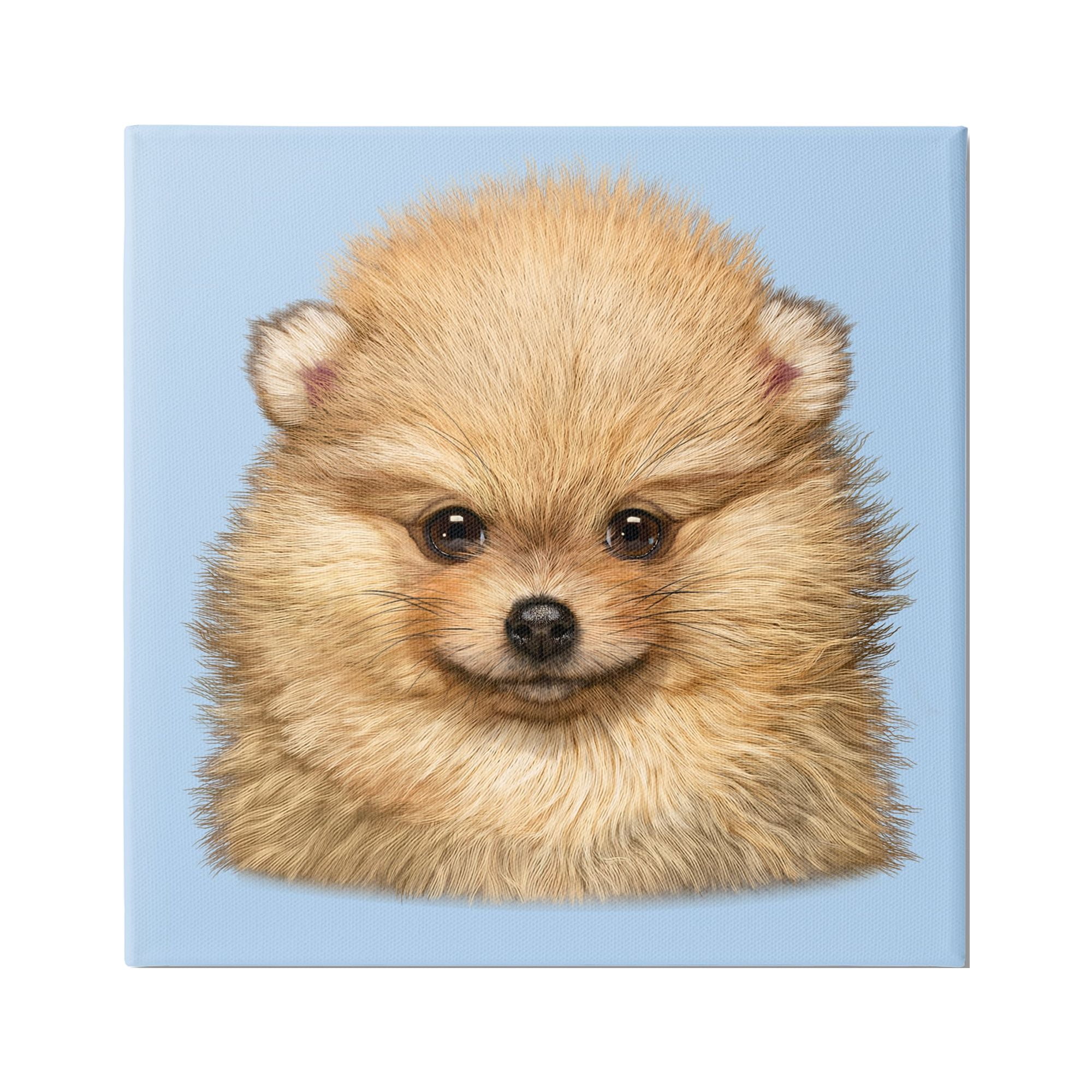 Stupell Industries Pomeranian Face on Blue Animals & Insects Painting Gallery Wrapped Canvas Art Print Wall Art, 17 x 17