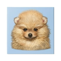 Stupell Industries Pomeranian Face on Blue Animals & Insects Painting Gallery Wrapped Canvas Art Print Wall Art, 17 x 17