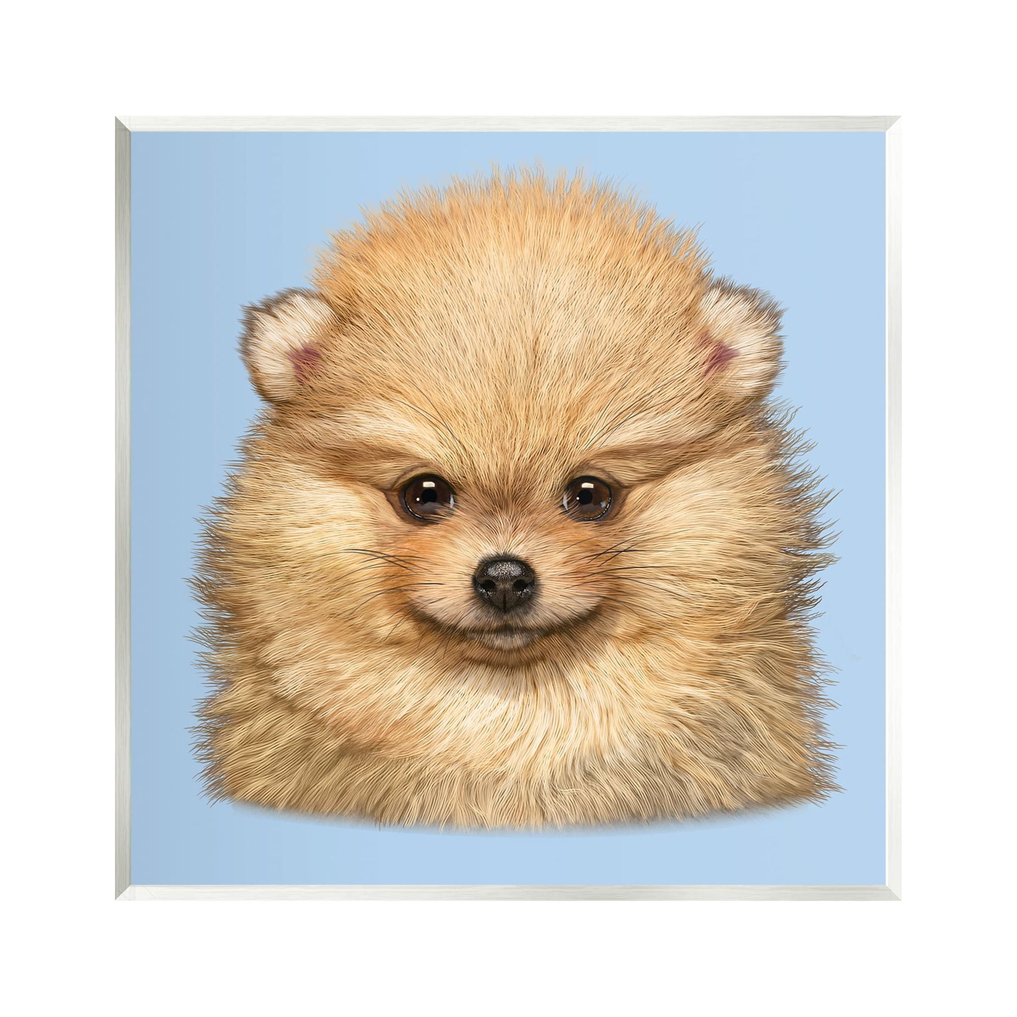 Stupell Industries Pomeranian Face on Blue Animals & Insects Painting Unframed Art Print Wall Art, 12 x 12