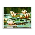 thumbnail image 1 of Stupell Industries Pond Lilies Blooming Botanical & Floral Painting White Framed Art Print Wall Art, 14 x 11, 1 of 8