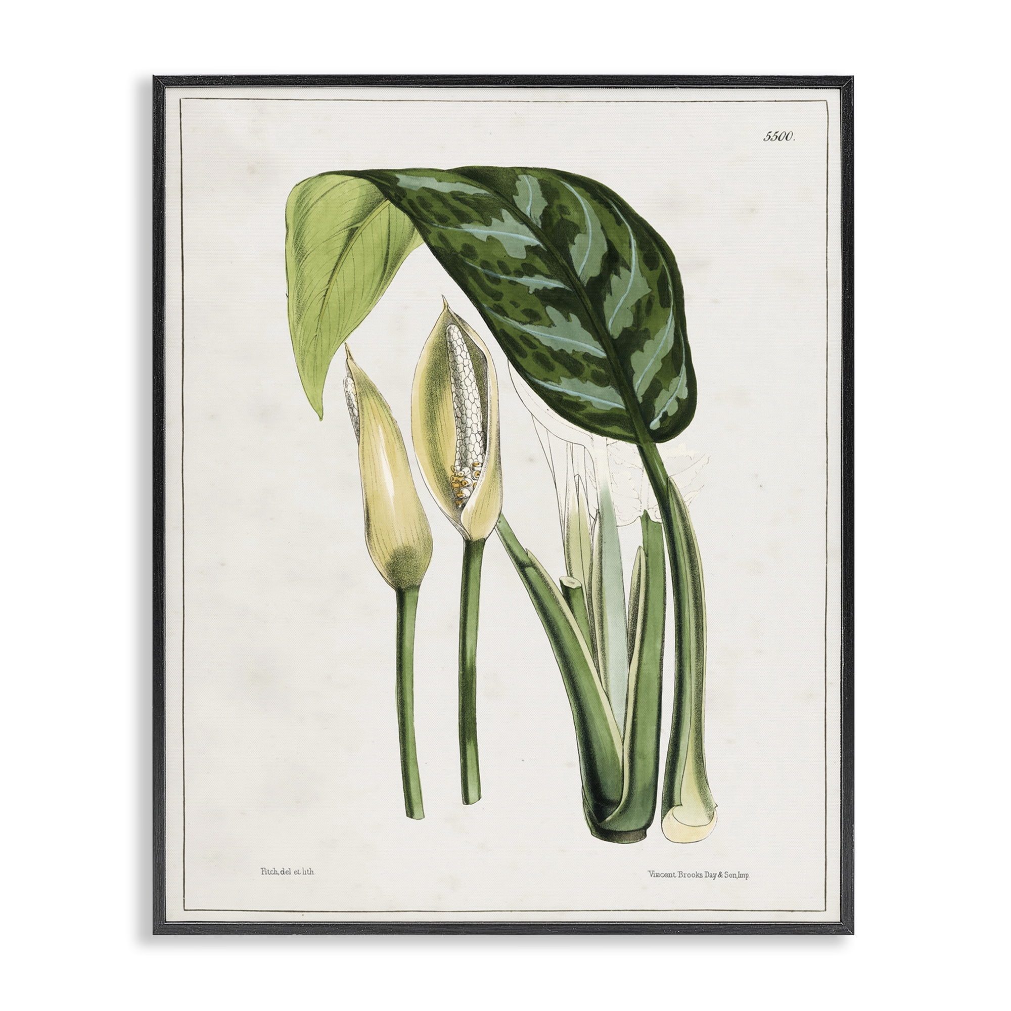 Stupell Industries Pond Plant Study Plants & Flowers Painting Black Framed Art Print Wall Art, 24 x 30