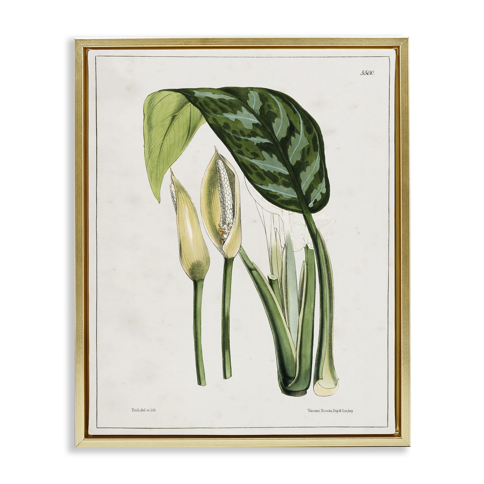 Stupell Industries Pond Plant Study Plants & Flowers Painting Gold Floater Framed Canvas Art Print Wall Art, 25 x 31