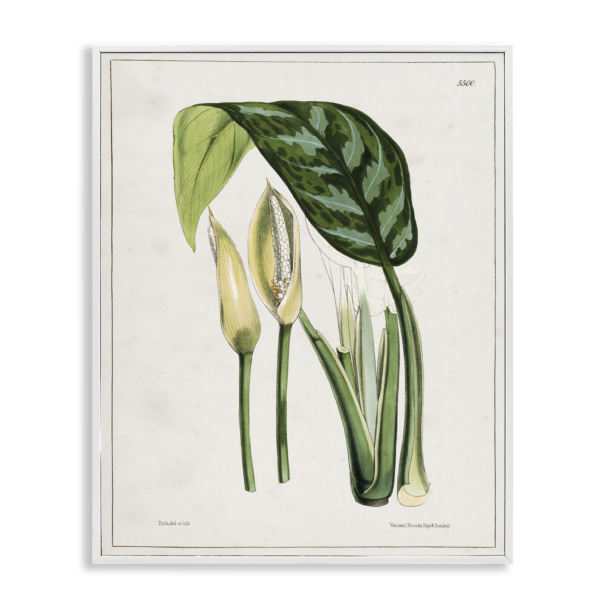 Stupell Industries Pond Plant Study Plants & Flowers Painting White Framed Art Print Wall Art, 16 x 20