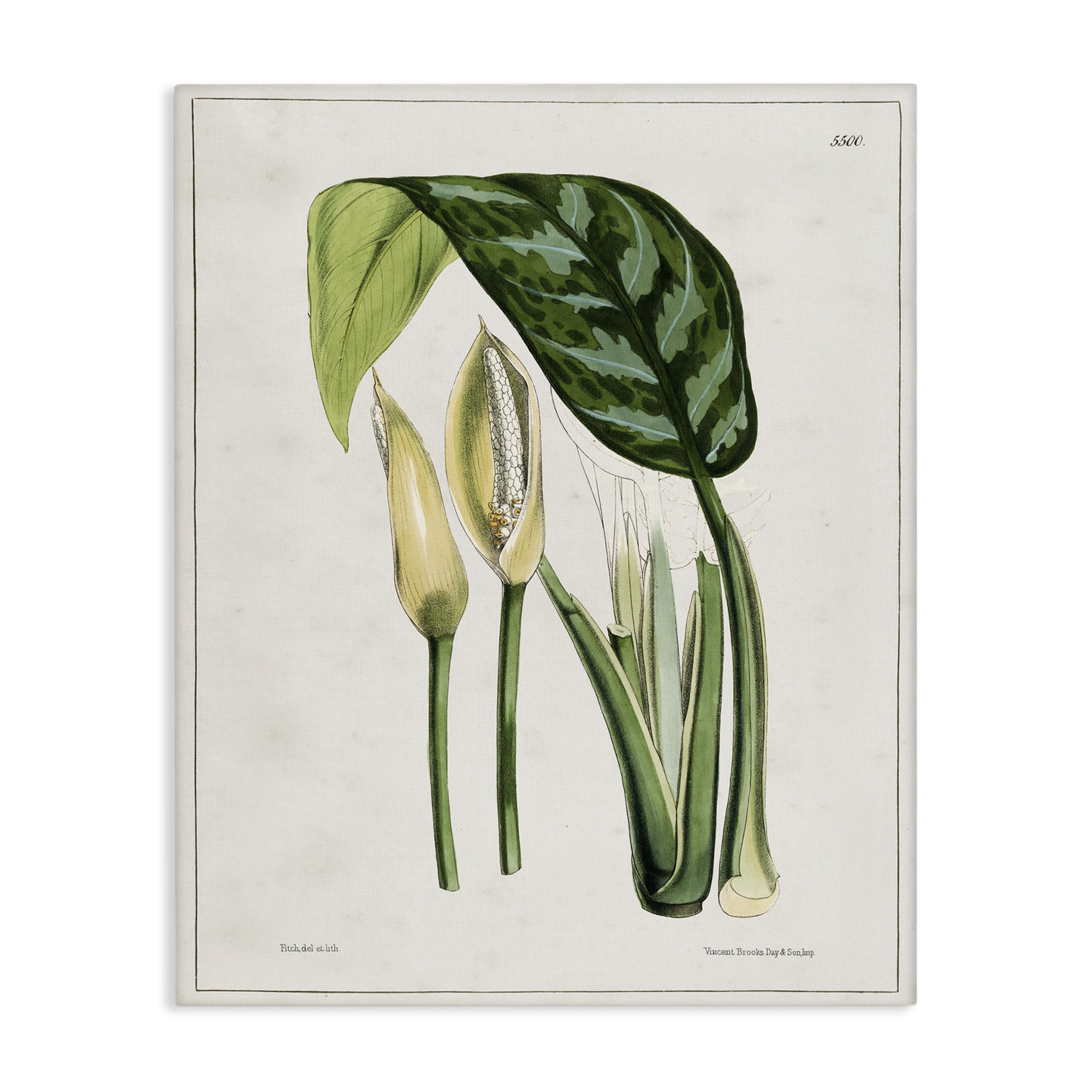Stupell Industries Pond Plant Study Plants & Flowers Painting Wrapped Canvas Art Print Wall Art, 16 x 20