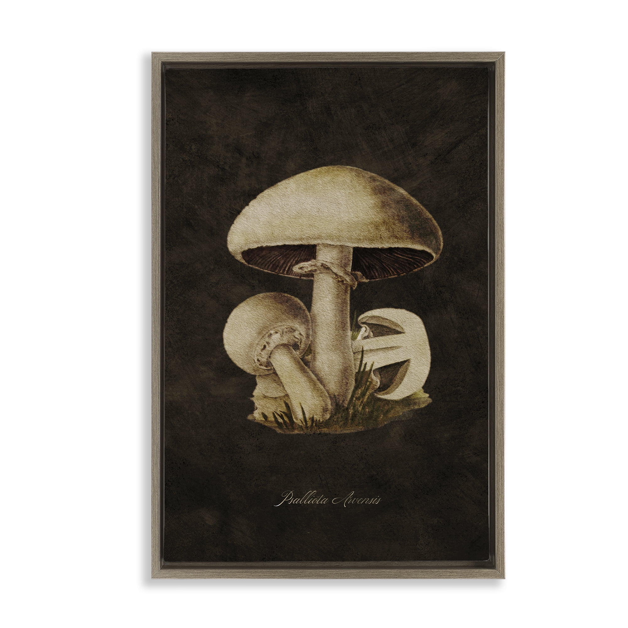 Stupell Industries Portobello Mushroom Study Plants & Flowers Painting Brown Floater Framed Canvas Art Print Wall Art, 21 x 31