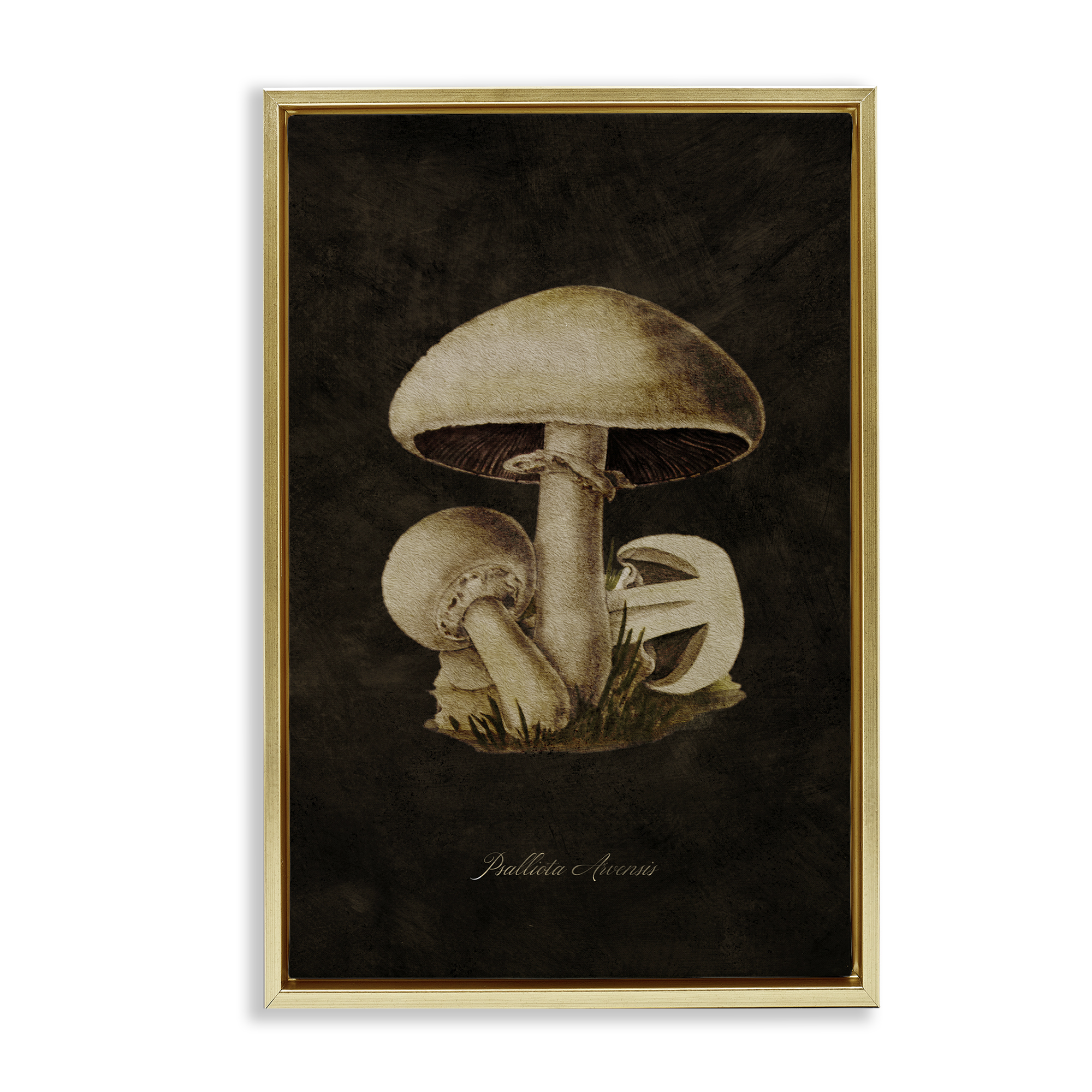 Stupell Industries Portobello Mushroom Study Plants & Flowers Painting Gold Floater Framed Canvas Art Print Wall Art, 21 x 31