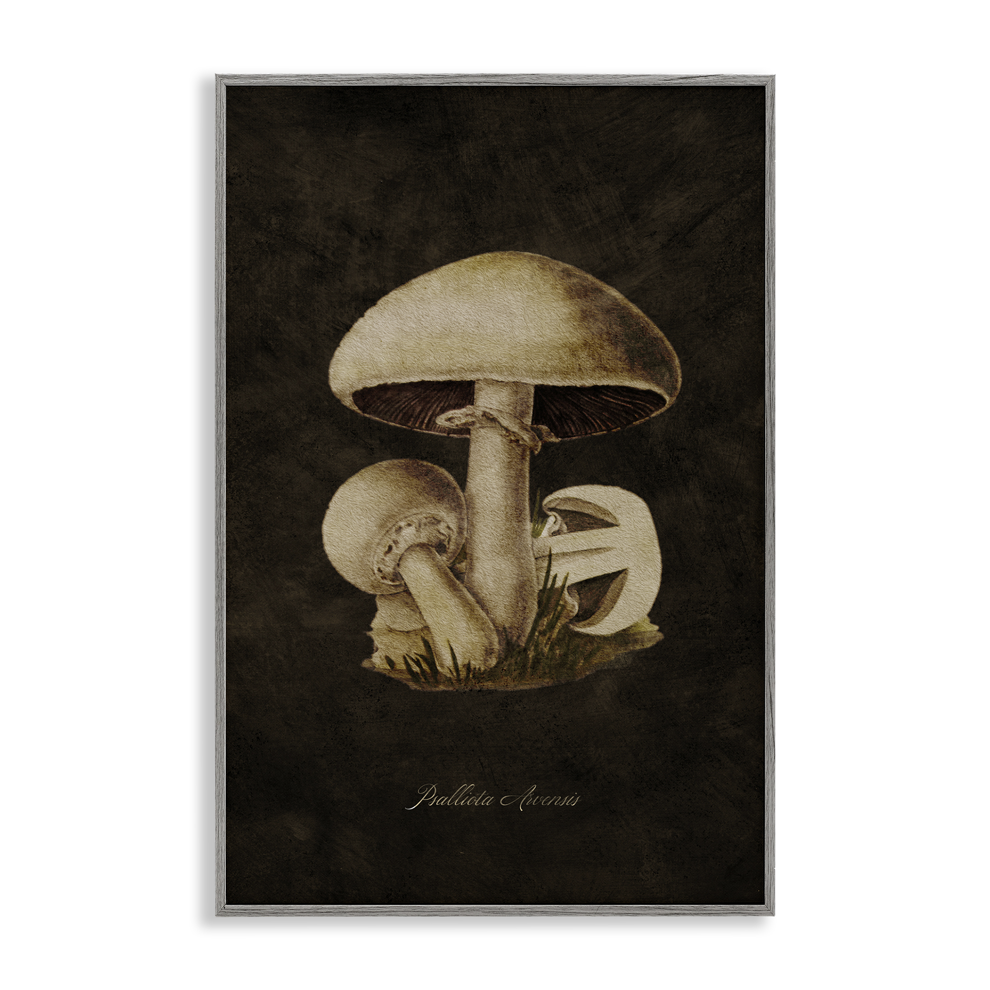 Stupell Industries Portobello Mushroom Study Plants & Flowers Painting Gray Framed Art Print Wall Art, 16 x 24