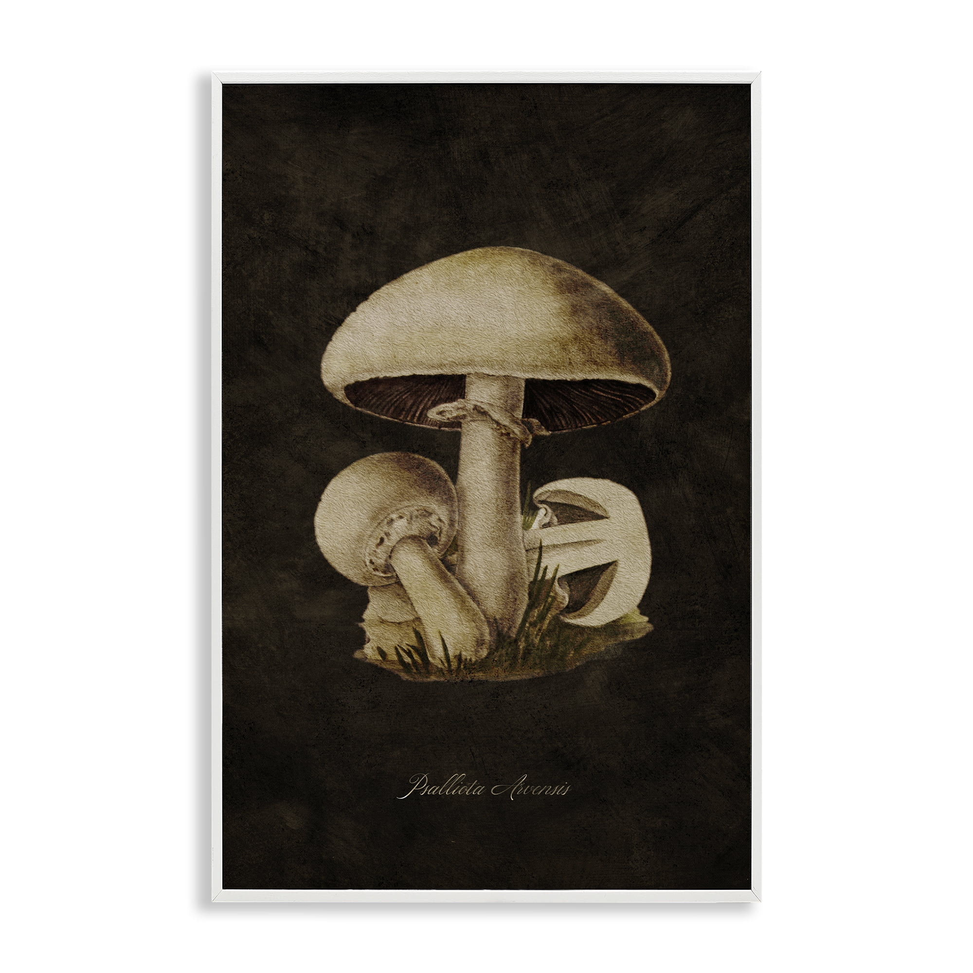 Stupell Industries Portobello Mushroom Study Plants & Flowers Painting White Framed Art Print Wall Art, 12 x 18