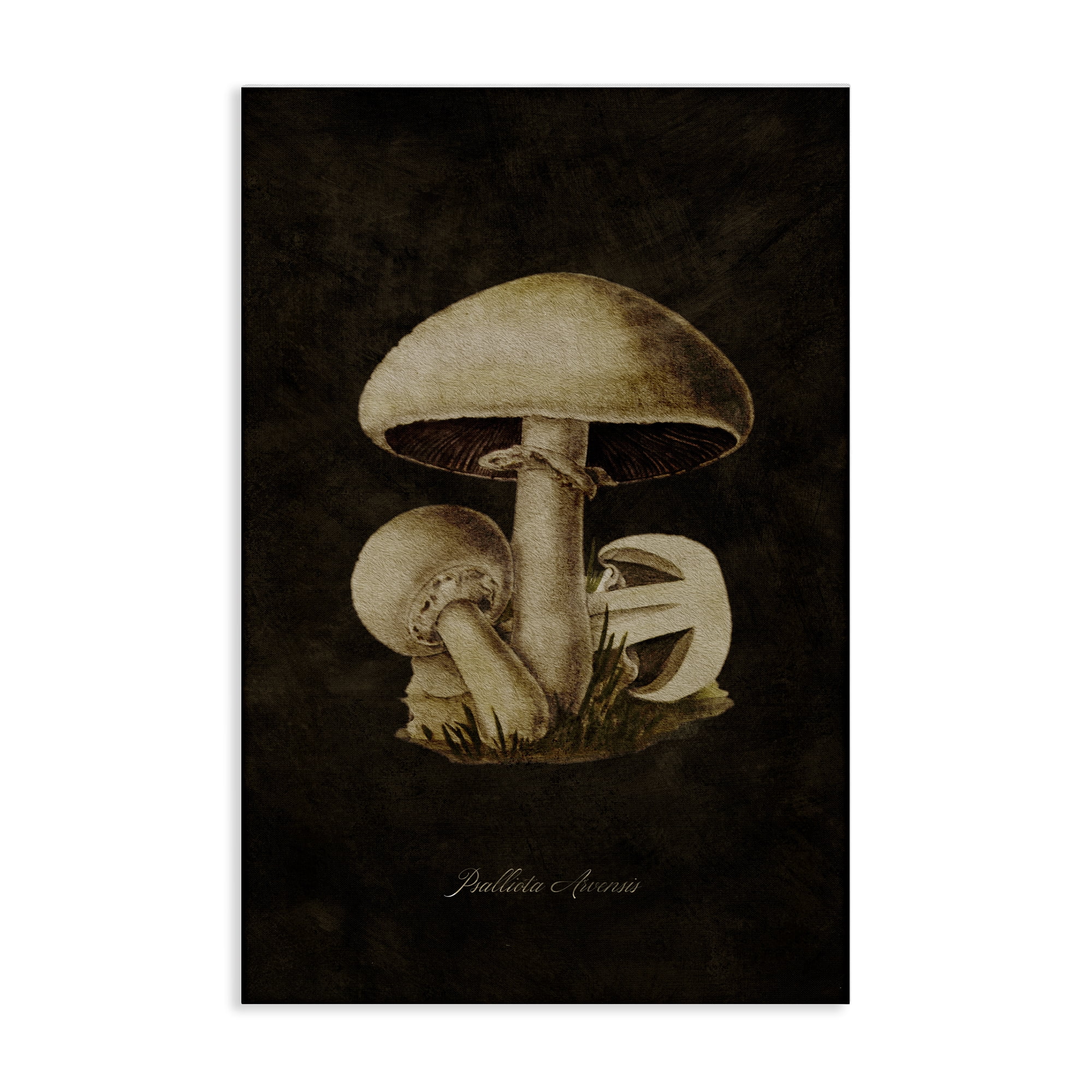 Stupell Industries Portobello Mushroom Study Plants & Flowers Painting Wrapped Canvas Art Print Wall Art, 30 x 45
