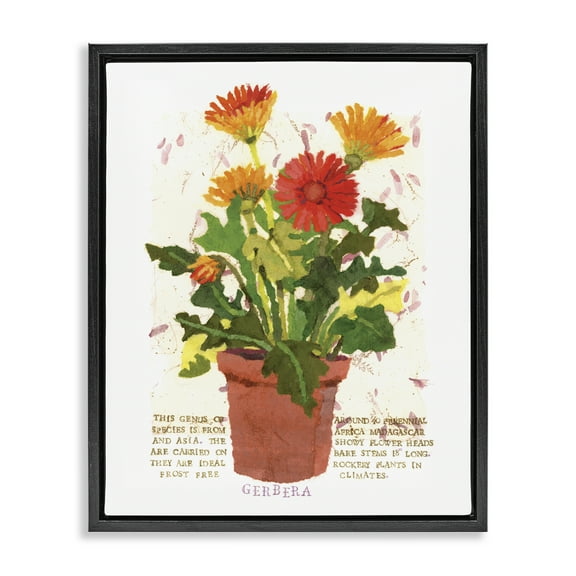 Stupell Industries Potted Gerbera Daisies Botanical & Floral Painting Black Floater Framed Art Print Wall Art, 17 x 21