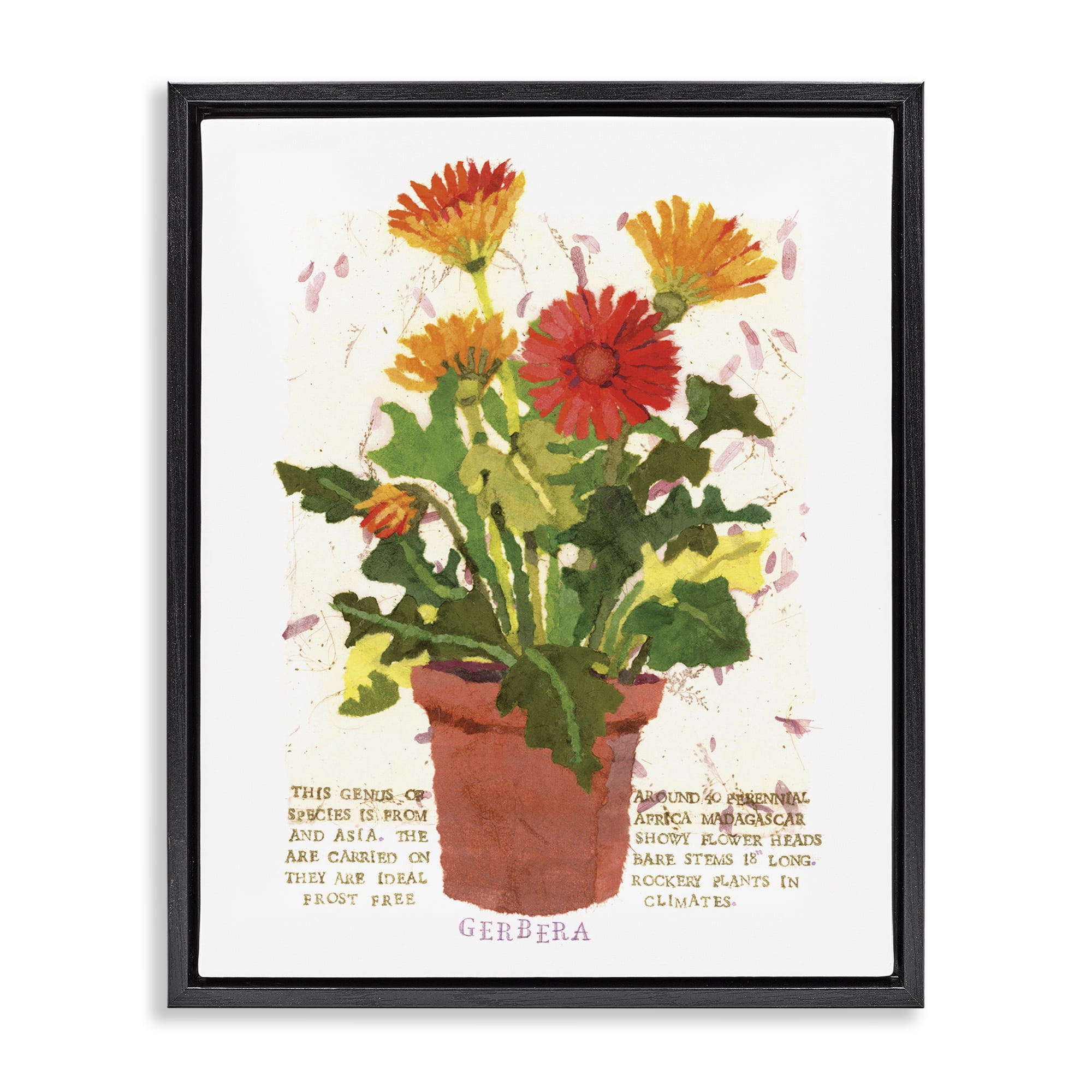 Stupell Industries Potted Gerbera Daisies Botanical & Floral Painting Black Floater Framed Art Print Wall Art, 25 x 31