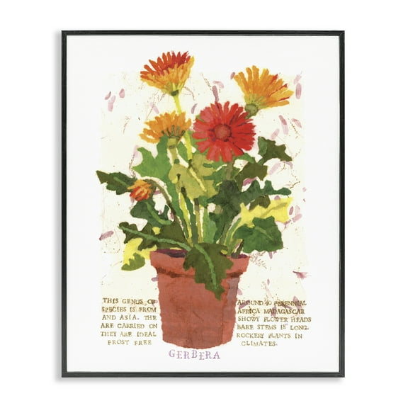 Stupell Industries Potted Gerbera Daisies Botanical & Floral Painting Black Framed Art Print Wall Art, 11 x 14