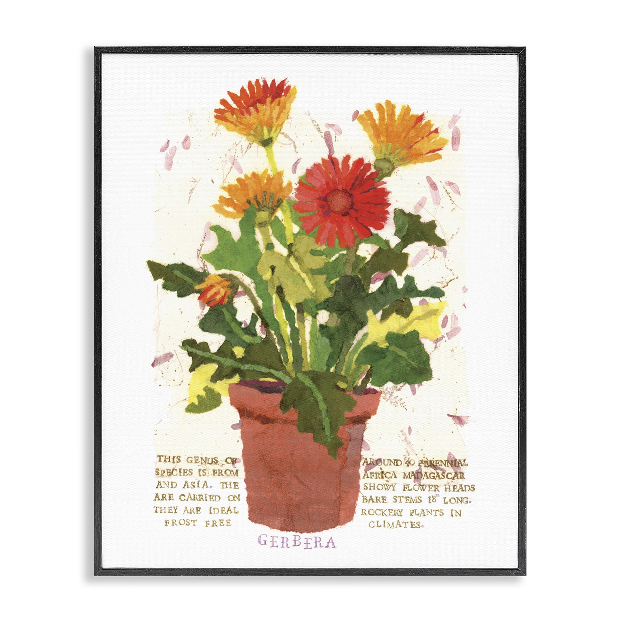 Stupell Industries Potted Gerbera Daisies Botanical & Floral Painting Black Framed Art Print Wall Art, 16 x 20