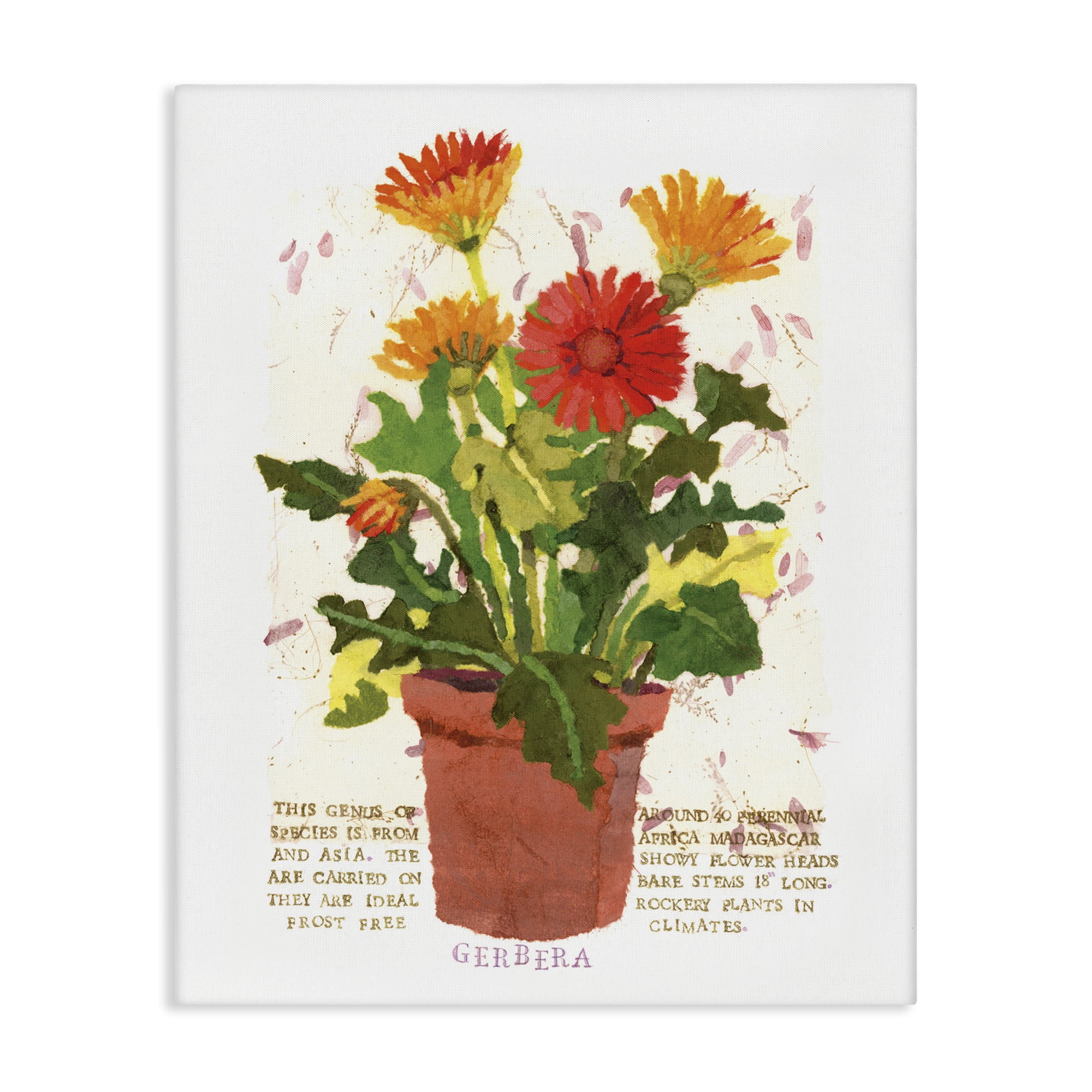 Stupell Industries Potted Gerbera Daisies Botanical & Floral Painting Gallery Wrapped Canvas Art Print Wall Art, 24 x 30