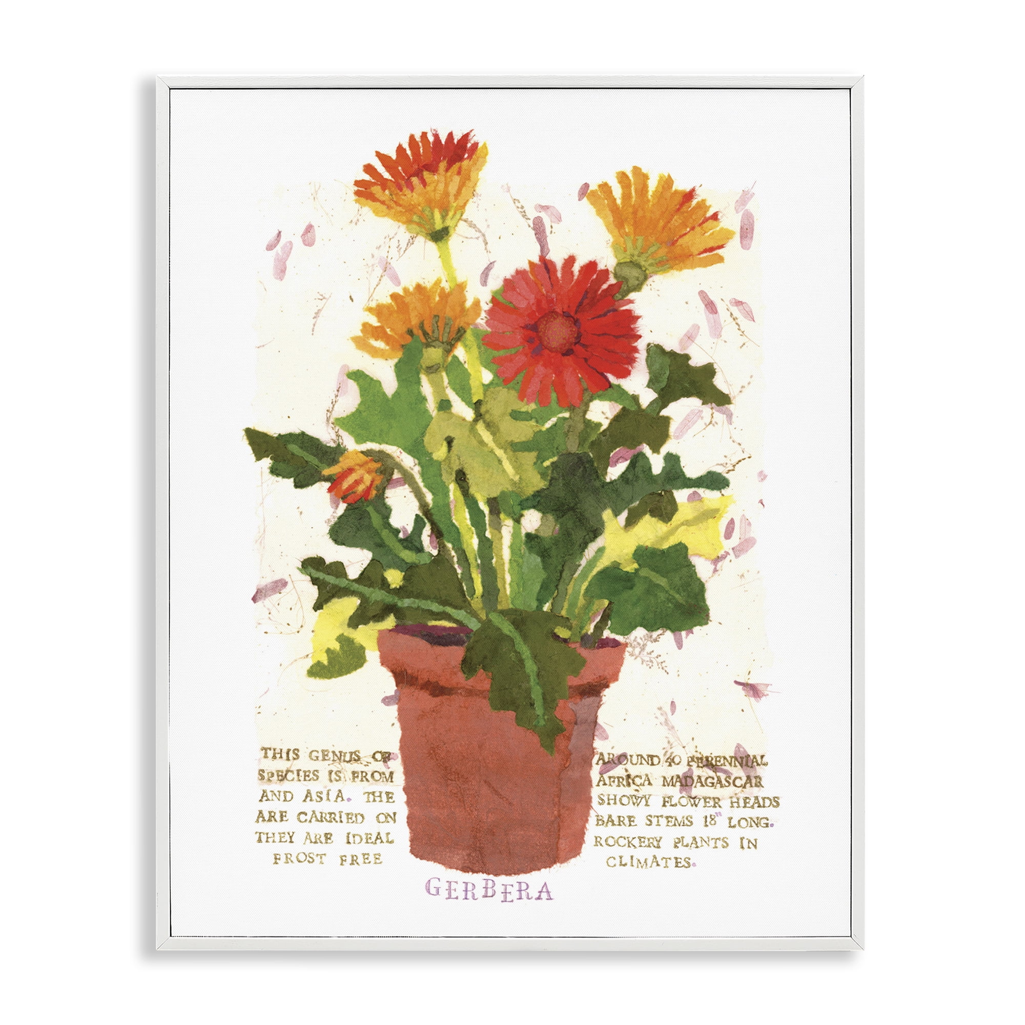 Stupell Industries Potted Gerbera Daisies Botanical & Floral Painting White Framed Art Print Wall Art, 11 x 14