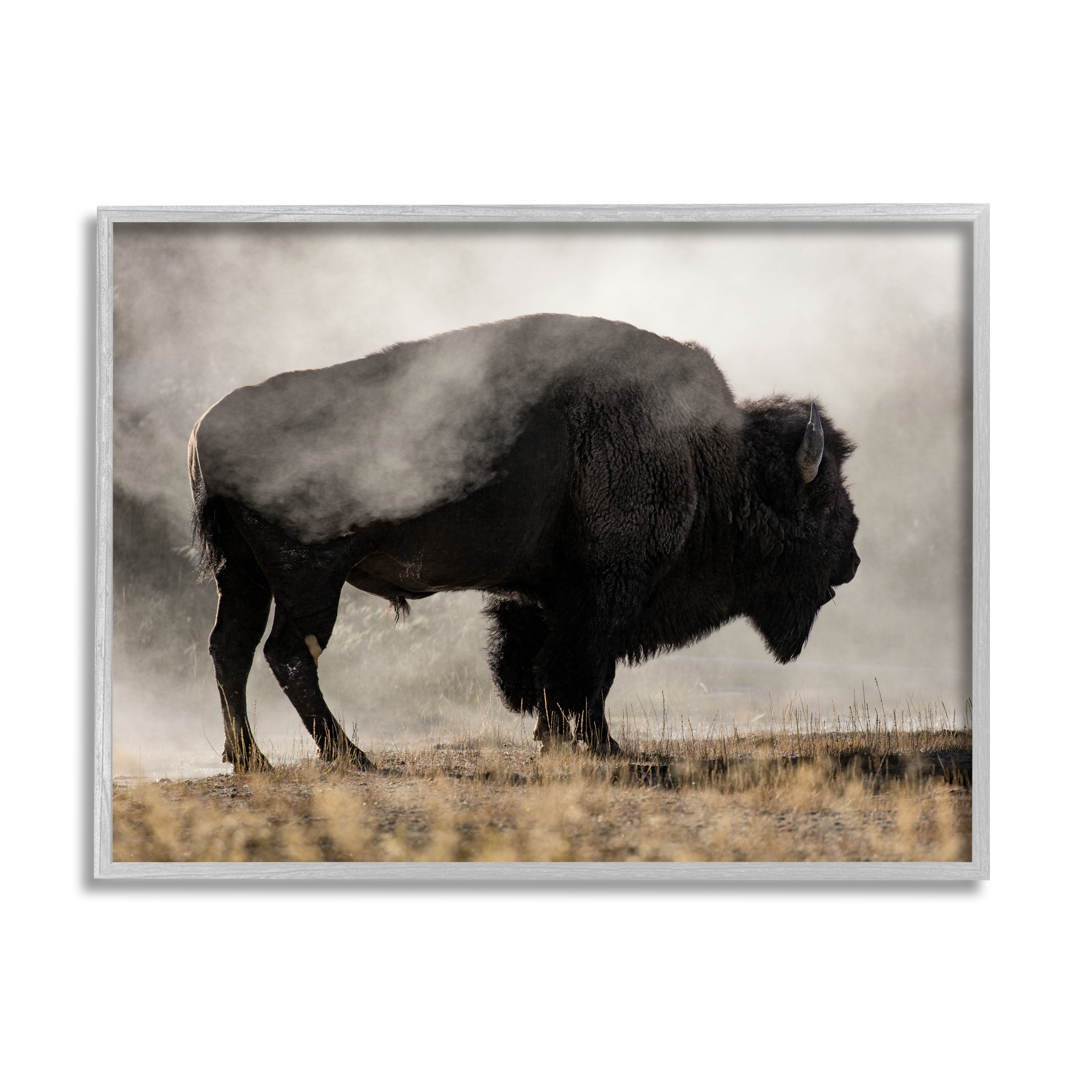 Stupell Industries Powerful Bison Grazing Foggy Rural Pasture Photography Photograph Gray Framed Art Print Wall Art, Design by Danita Delimont