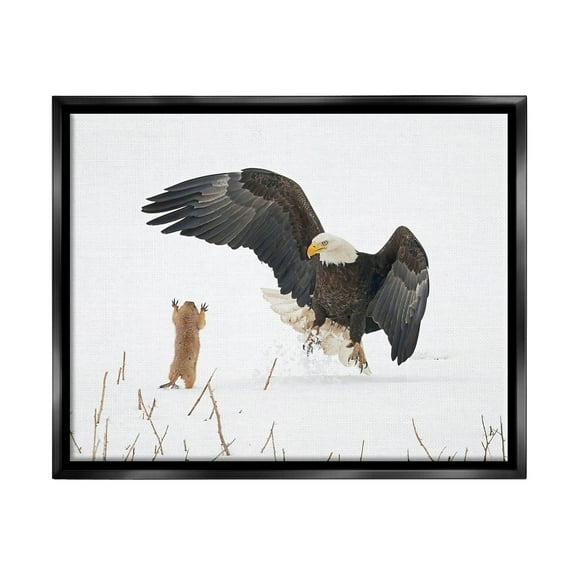 Stupell Industries Prairie Dog & Eagle Animals & Insects Photography Black Floater Framed Canvas Art Print Wall Art, 21 x 17