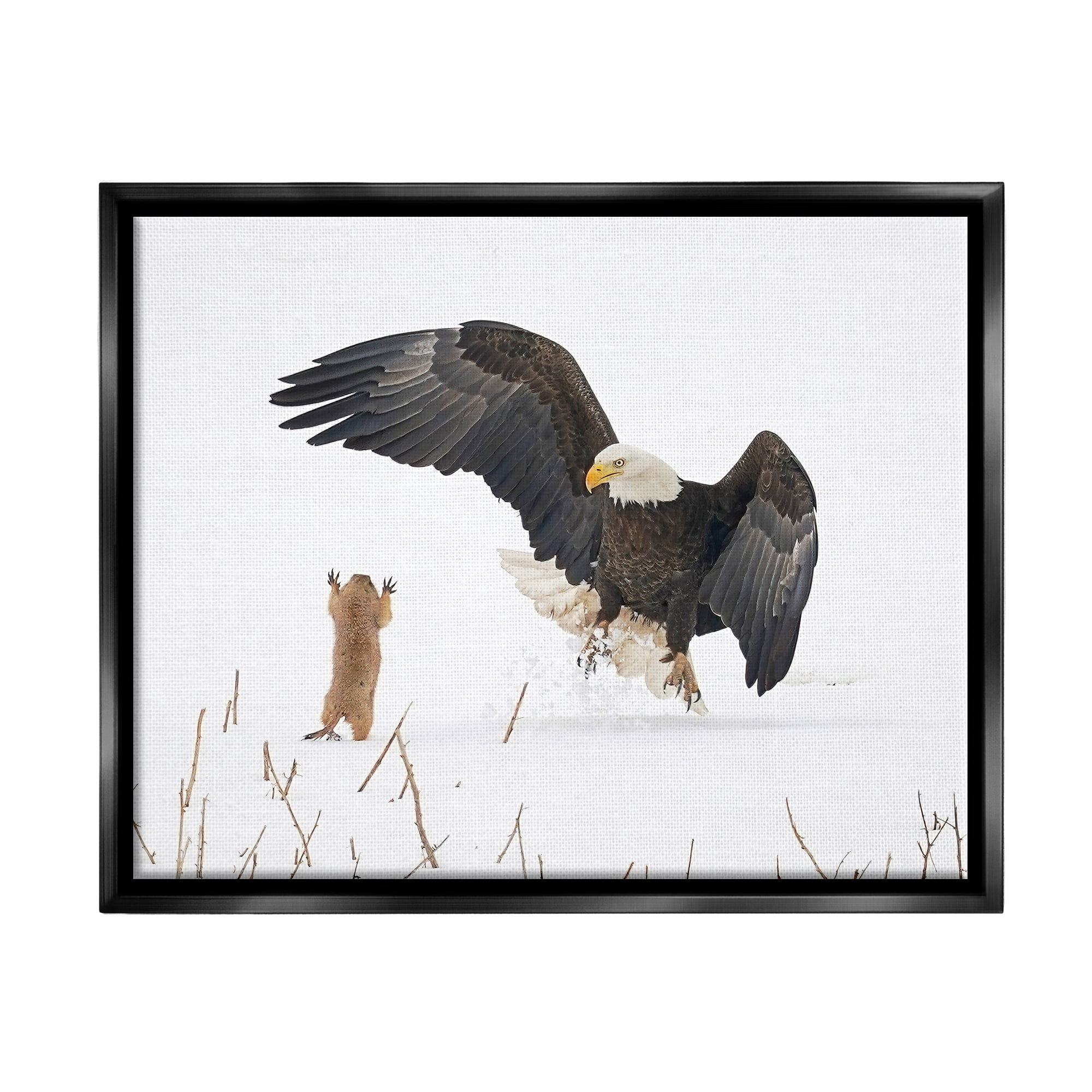 Stupell Industries Prairie Dog & Eagle Animals & Insects Photography Black Floater Framed Canvas Art Print Wall Art, 31 x 25