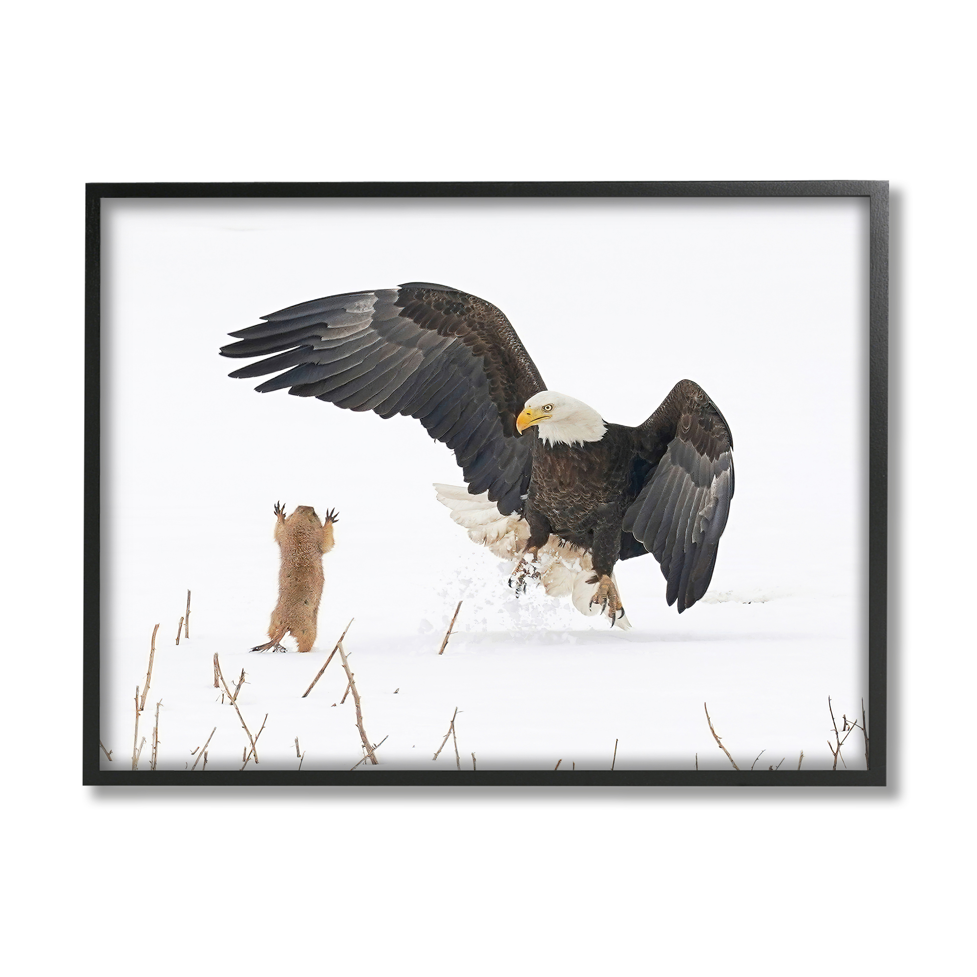 Stupell Industries Prairie Dog & Eagle Animals & Insects Photography Black Framed Art Print Wall Art, 14 x 11