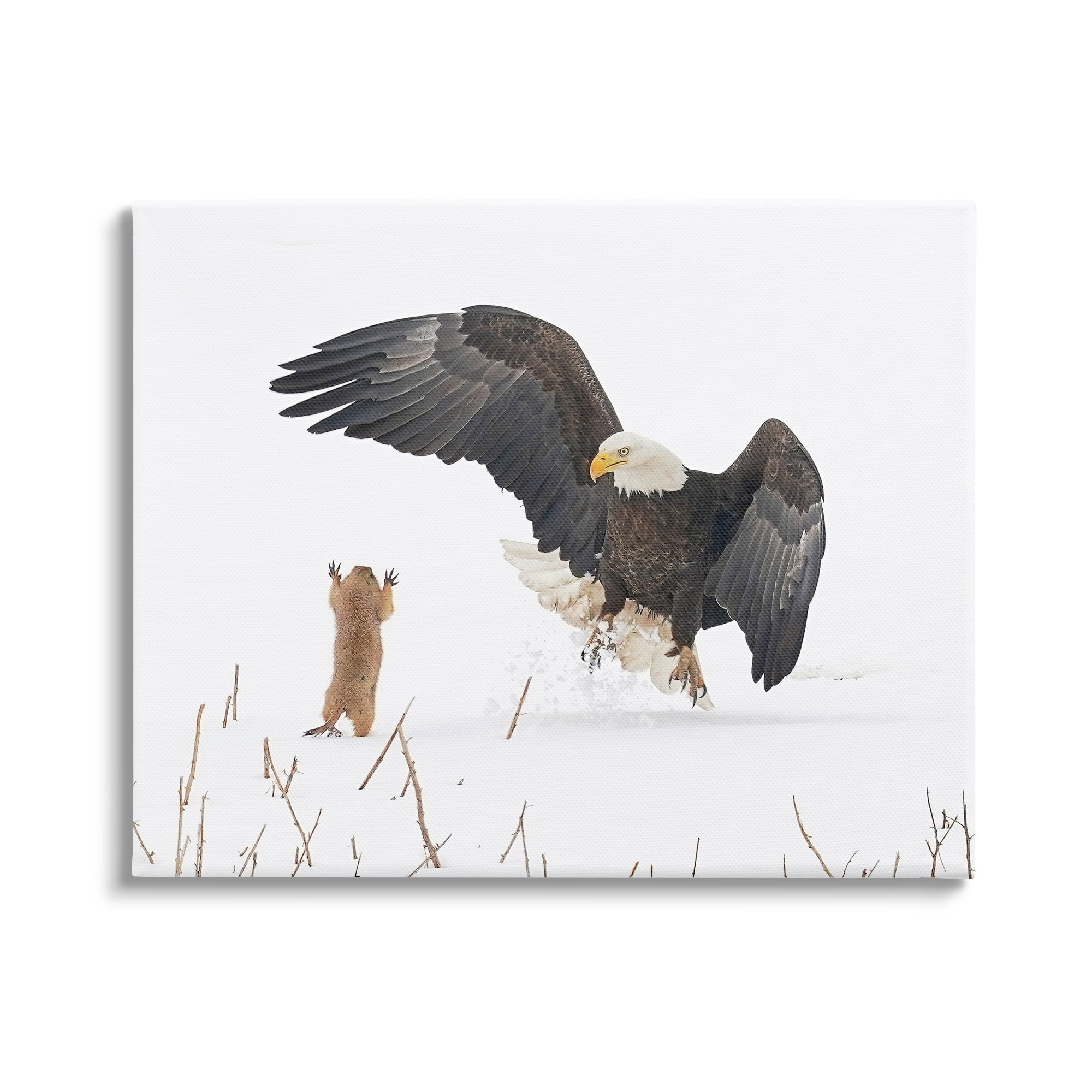 Stupell Industries Prairie Dog & Eagle Animals & Insects Photography Gallery Wrapped Canvas Art Print Wall Art, 48 x 36