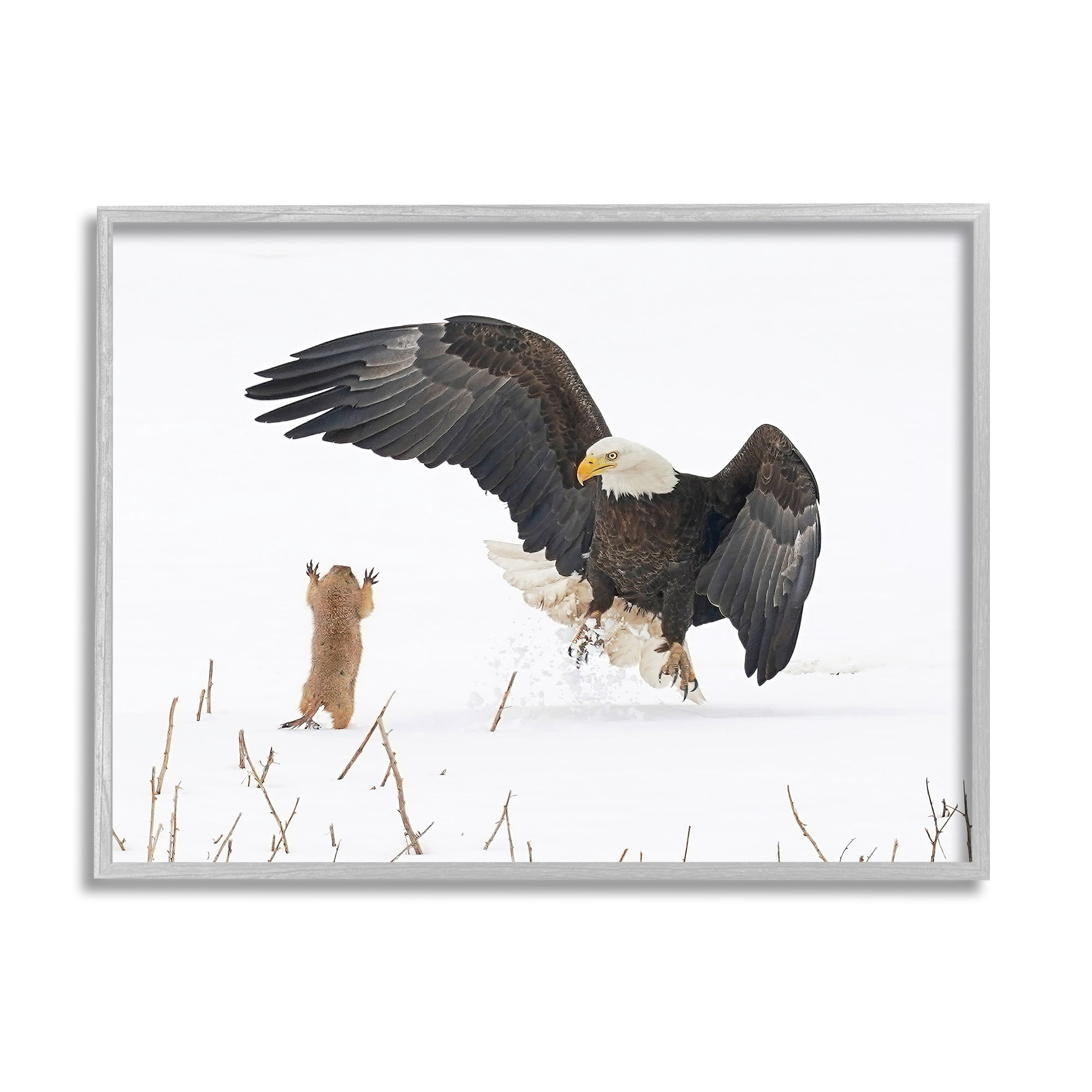 Stupell Industries Prairie Dog & Eagle Animals & Insects Photography Gray Framed Art Print Wall Art, 14 x 11