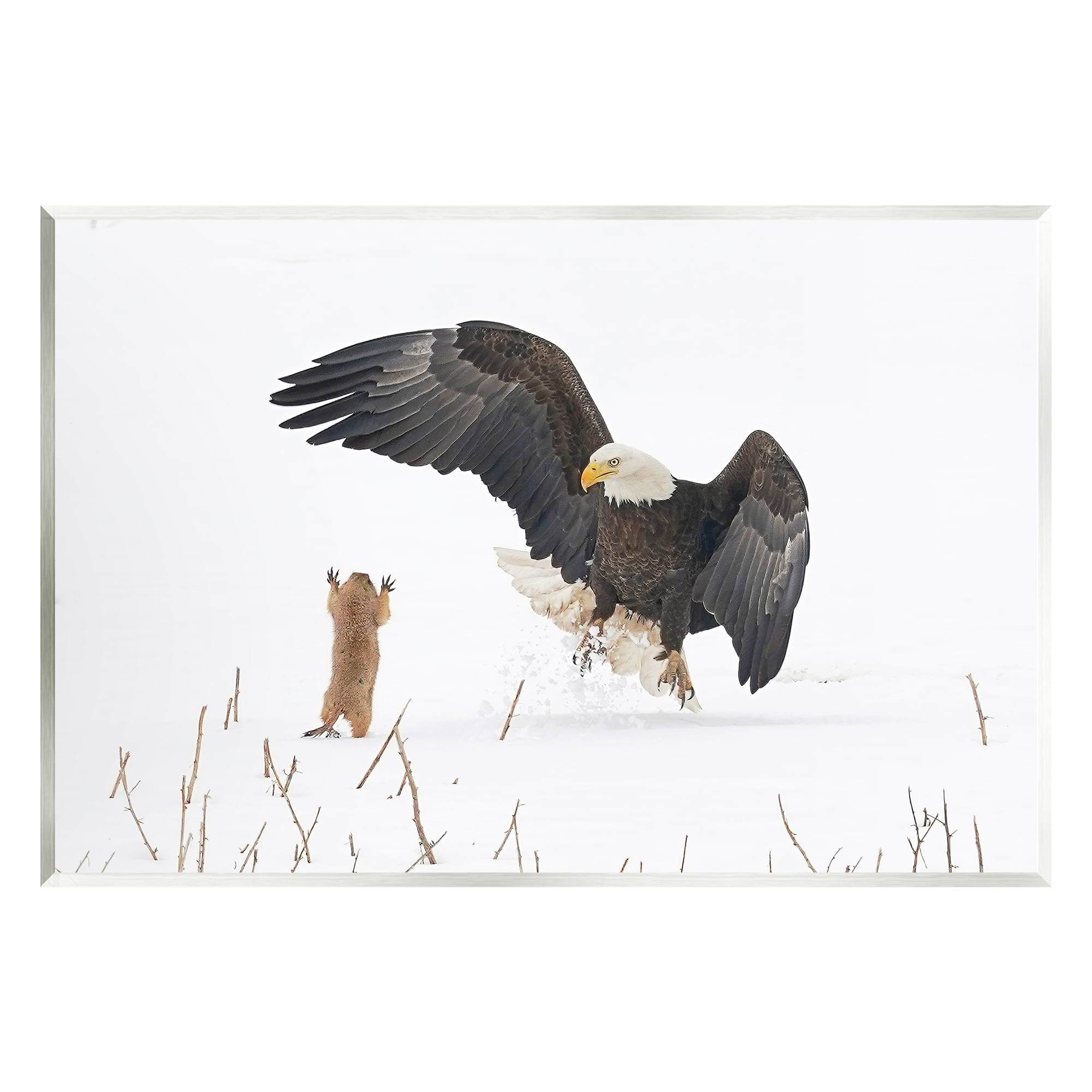 Stupell Industries Prairie Dog & Eagle Animals & Insects Photography Unframed Art Print Wall Art, 19 x 13