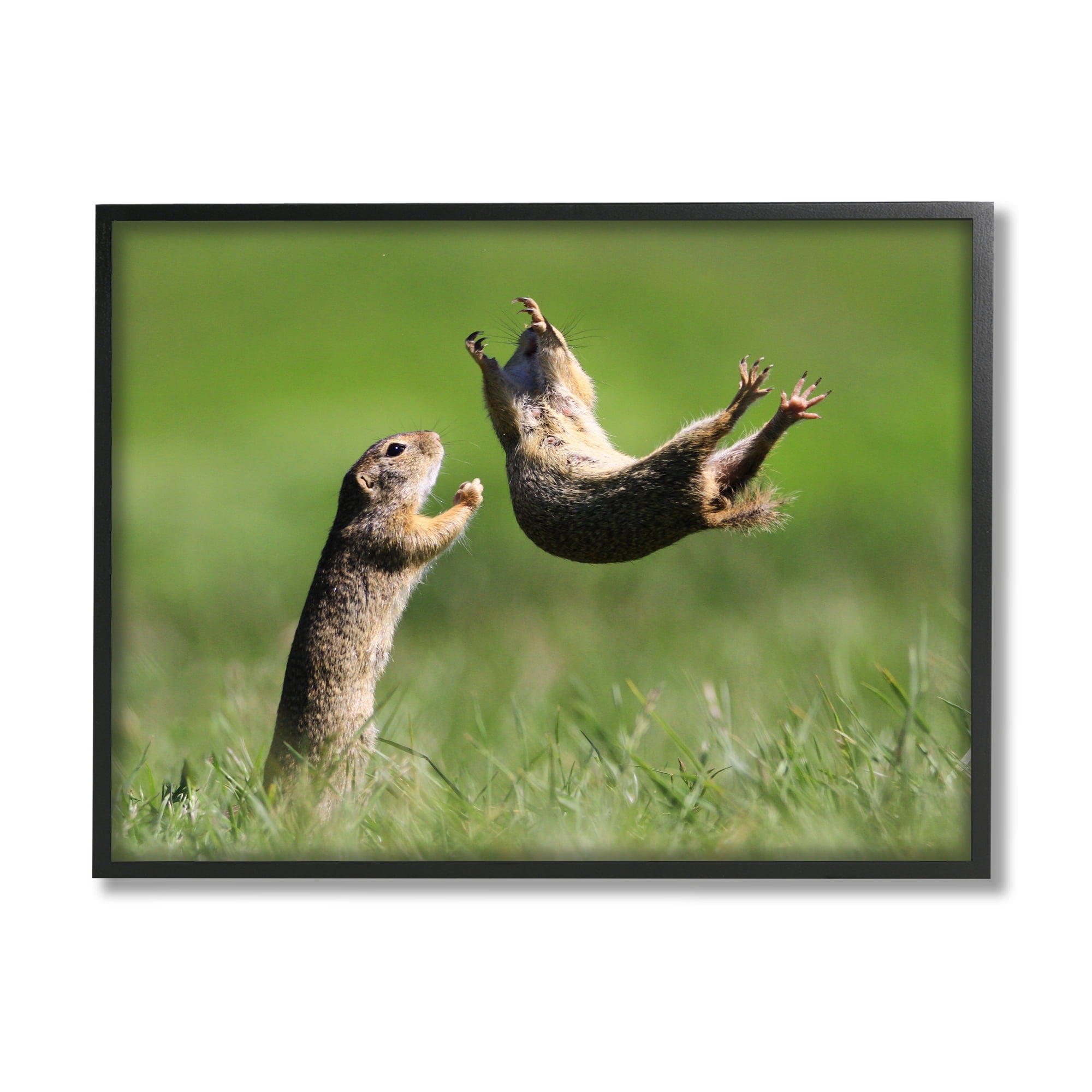 Stupell Industries Prairie Dogs Photography Animals & Insects Photography Black Framed Art Print Wall Art, 14 x 11